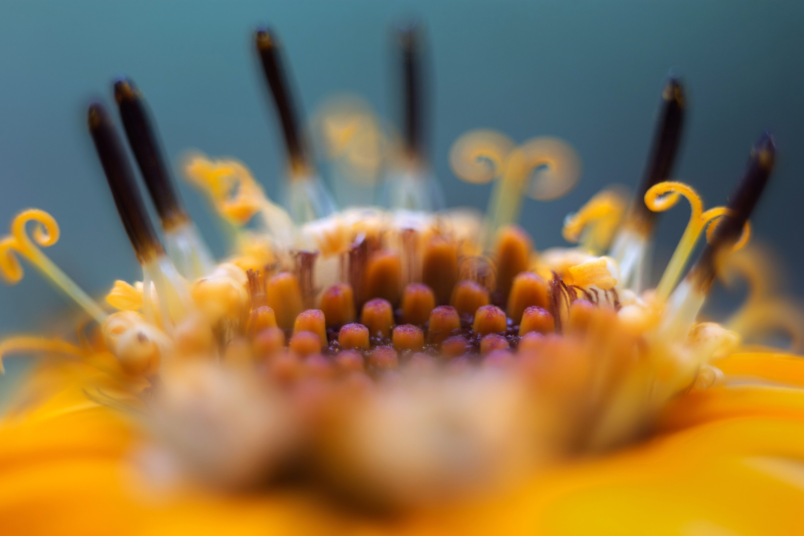 Макро. Фотограф Лагутин Анатолий