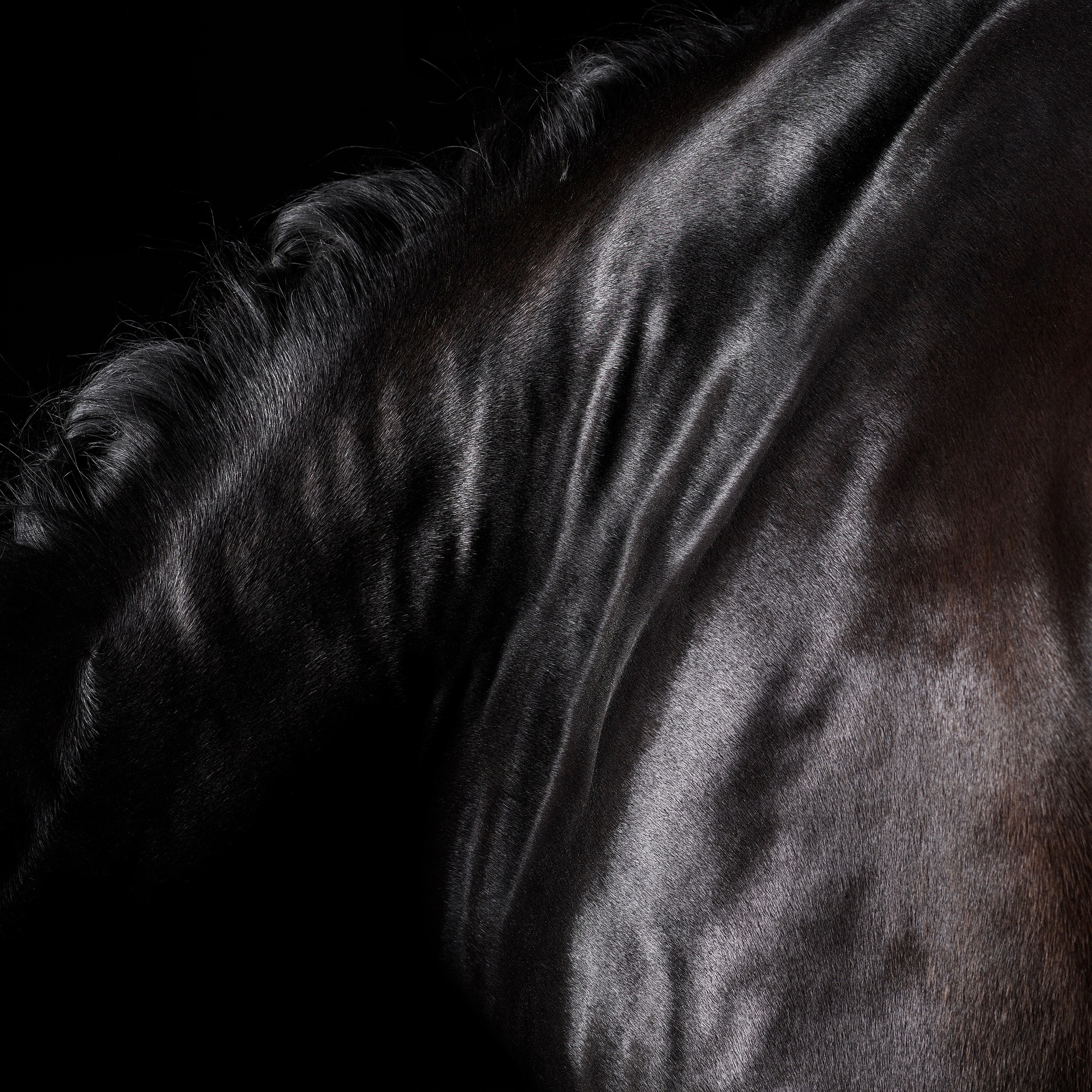 HORSES. LUMEN DUO Art photography for interiors
