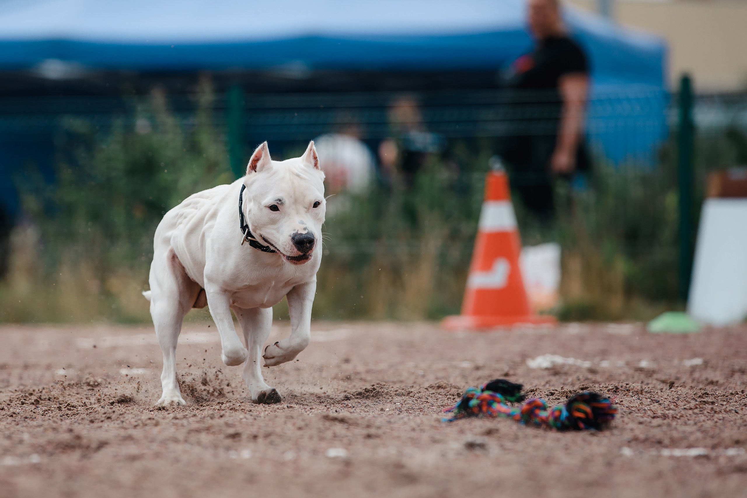Питч&Гоу + веселые старты. Фотограф-анималист Mary Mart — Москва, Питер