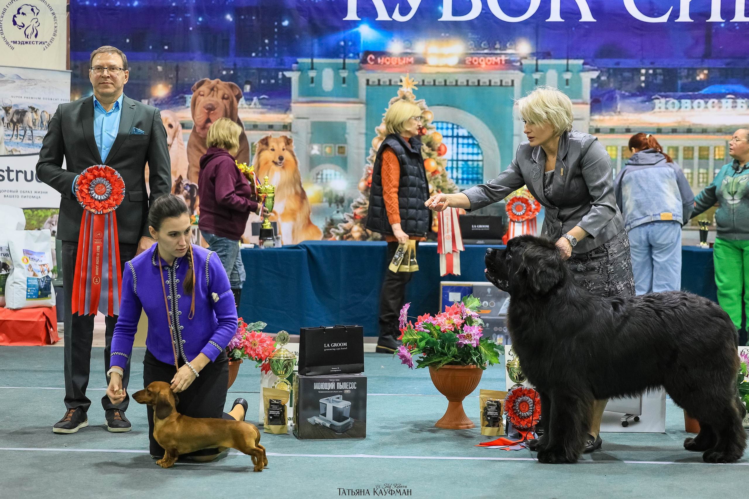 6-7.12.25 — 1-4 Национальные выставки собак в Новосибирске (2х рейтинговые). Фотограф Анималист из Новосибирска Татьяна Кауфман