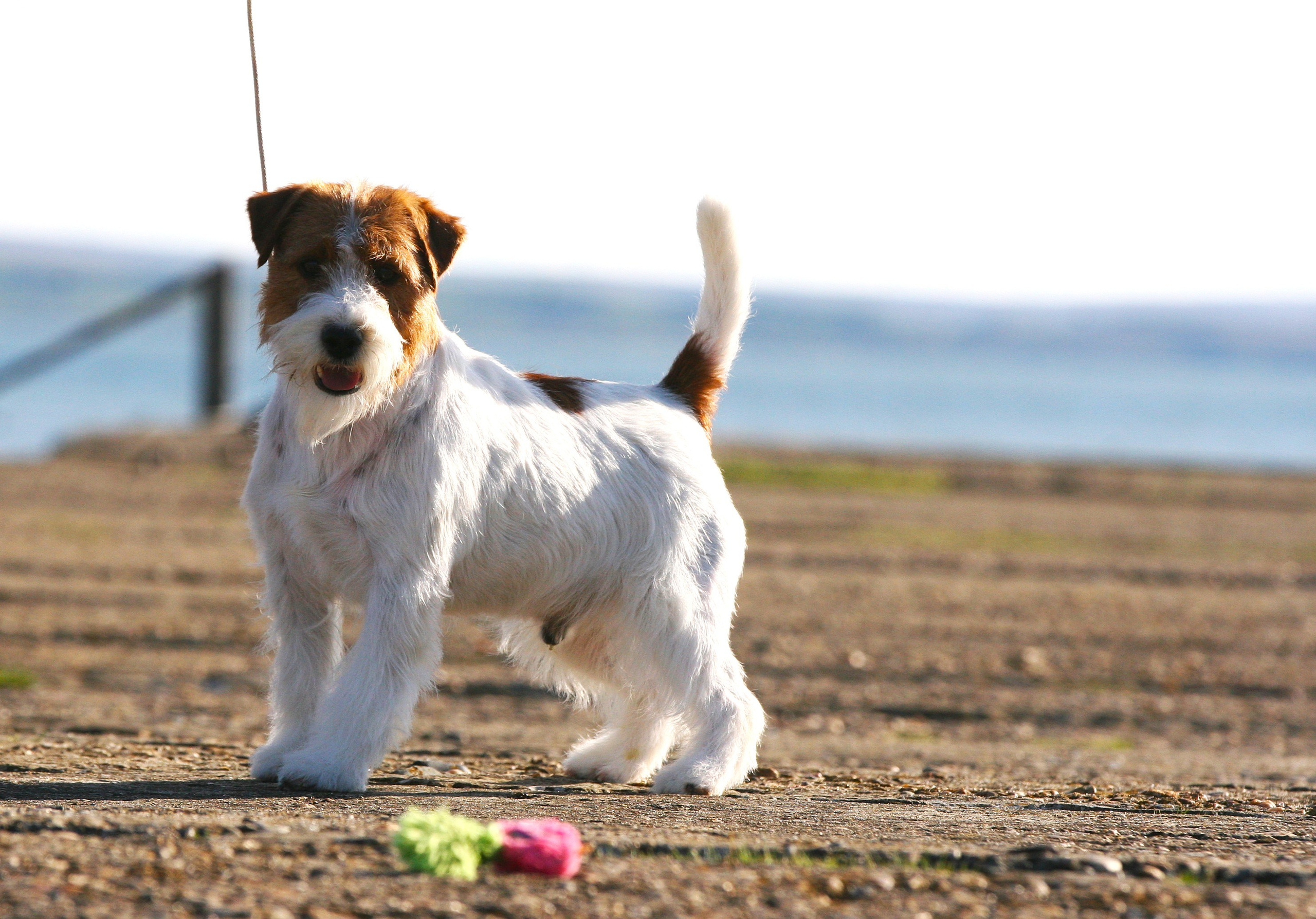 Lovely-Orange Altair. Lovely-Orange питомник джек рассел терьеров