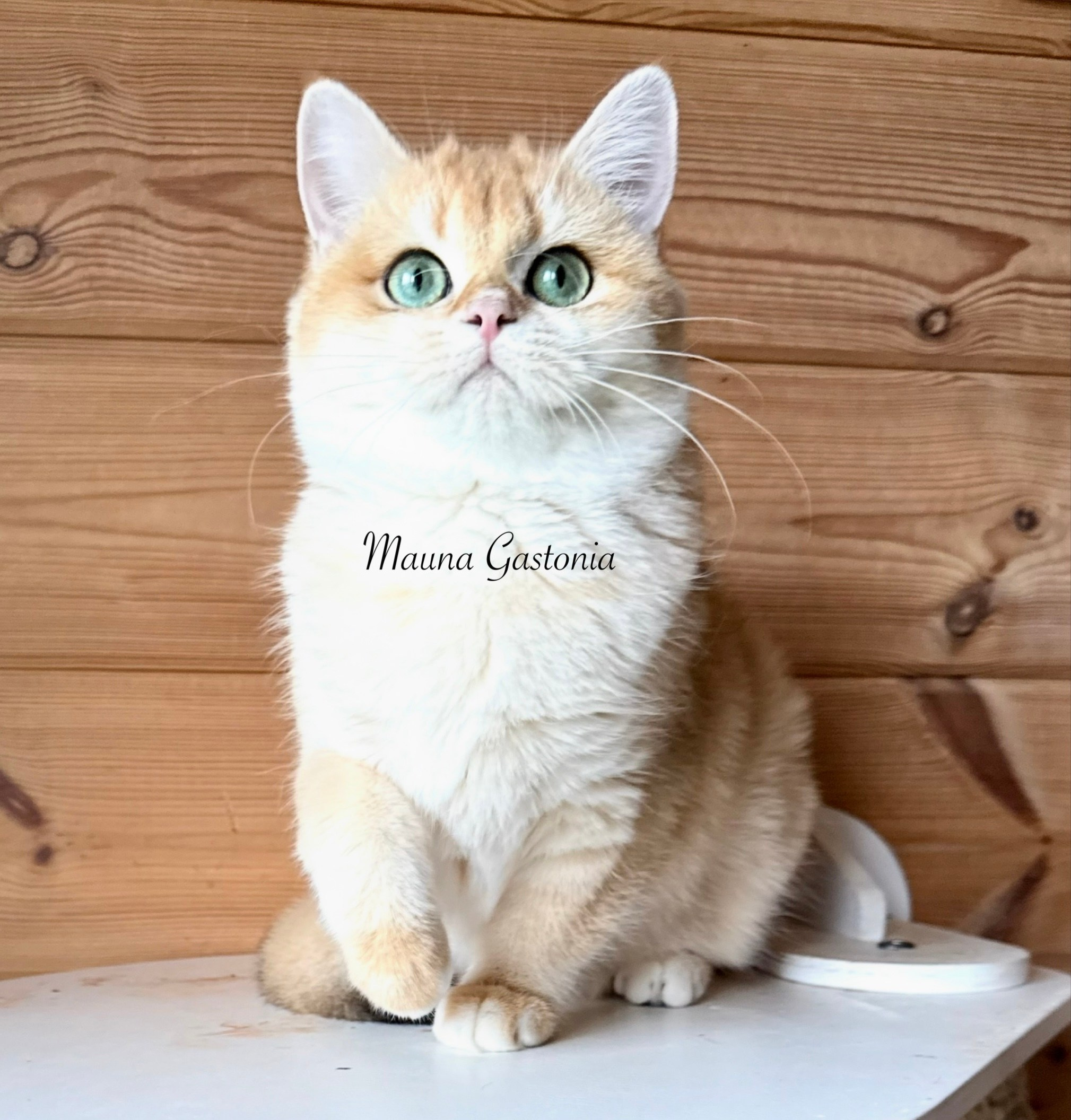 Fire Miledy. Mauna Gastonia