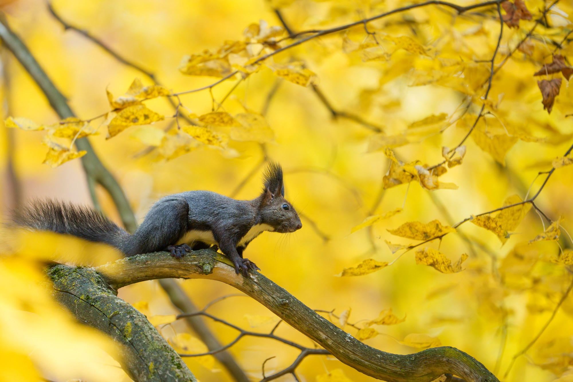 Животные. Ваш личный фотограф Марина Волкова