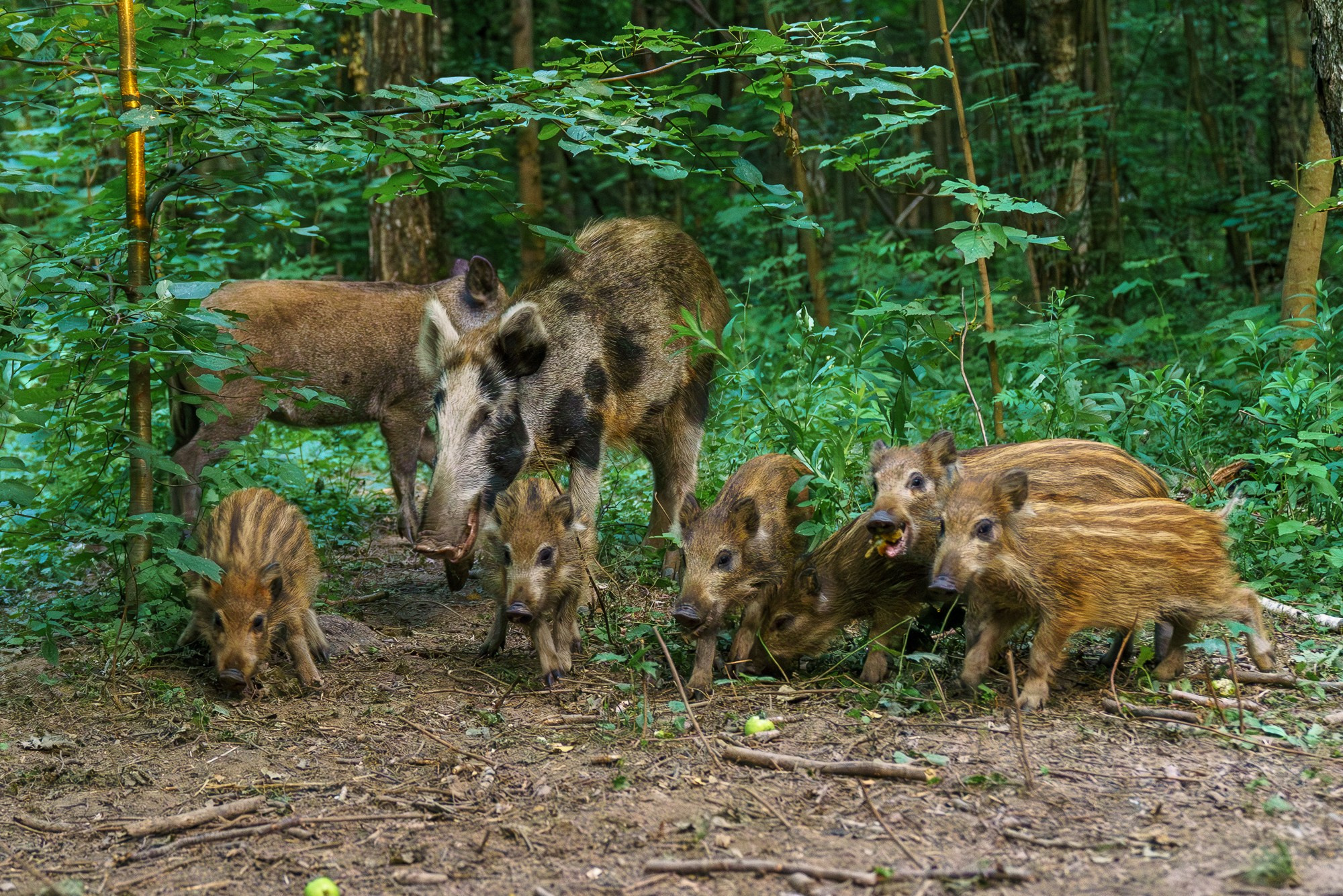 Животные. Ваш личный фотограф Марина Волкова