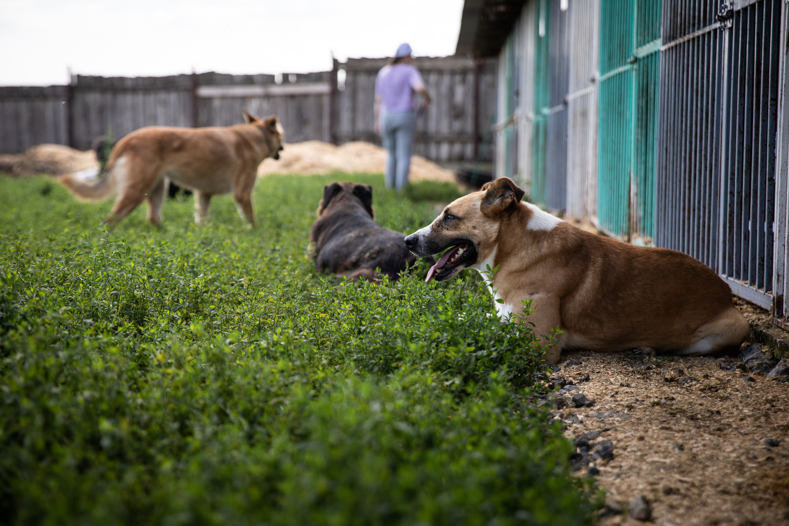 Приют — Наш дом. Репортажный и свадебный фотограф в Челябинске Елисеев Павел