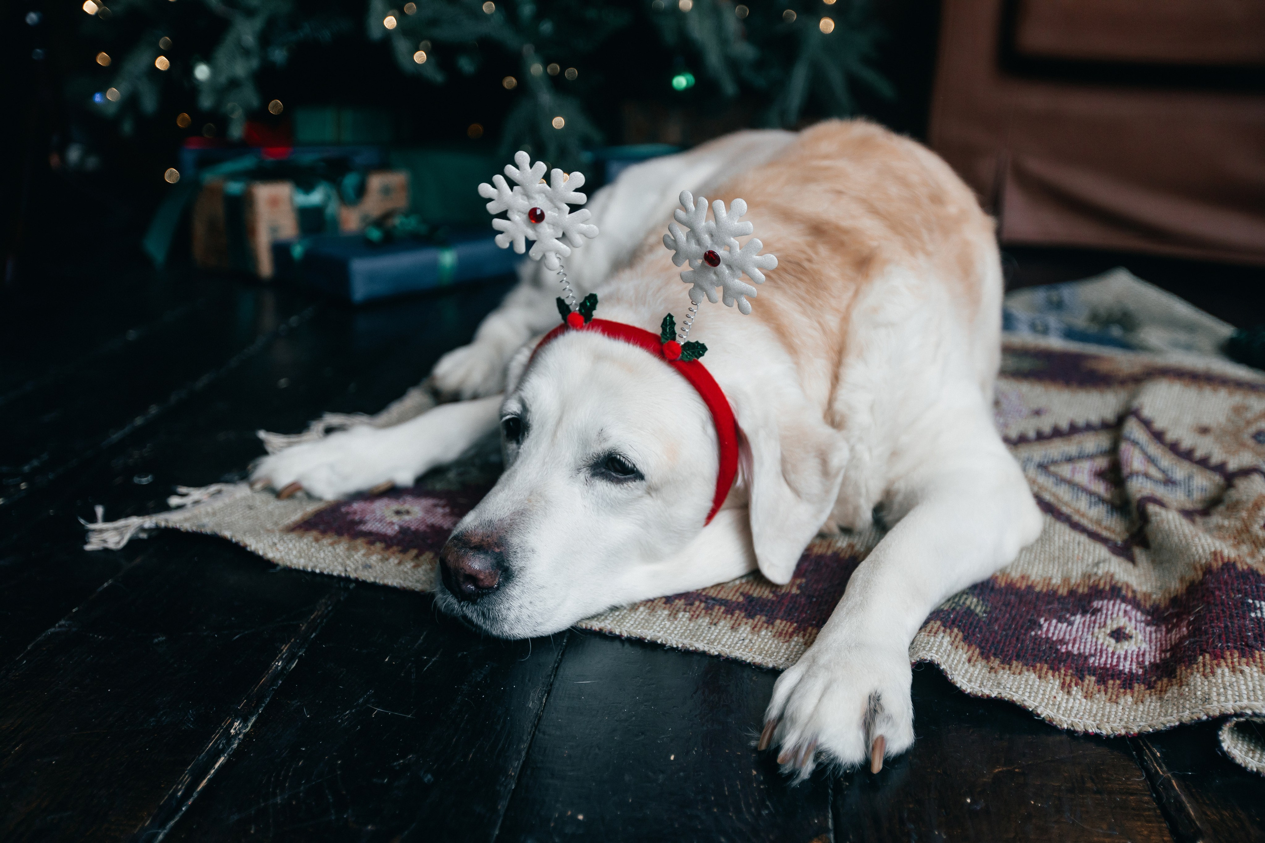 Новогодние фотопроекты. Свадебный и семейный фотограф в Нижнем Новгороде и Москве Сергей Полян