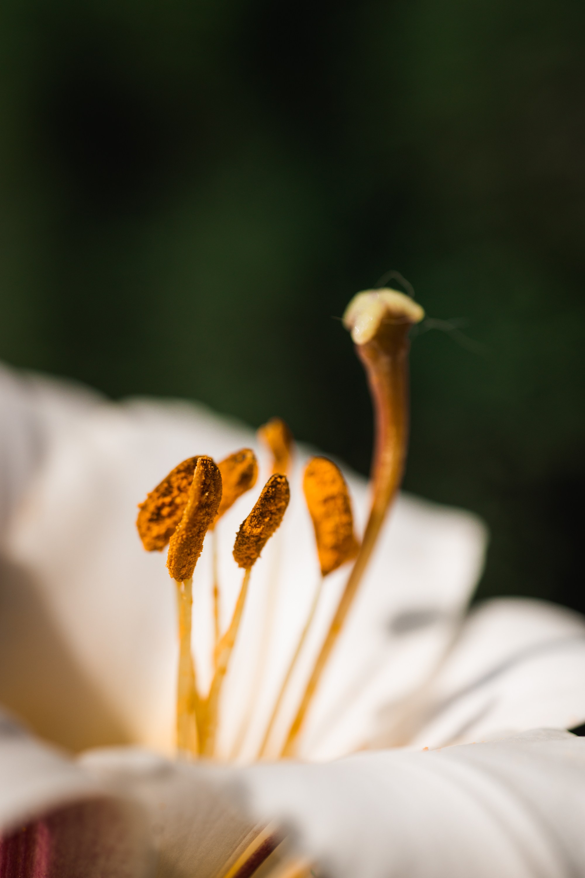 Macro. Фотограф на Юге России