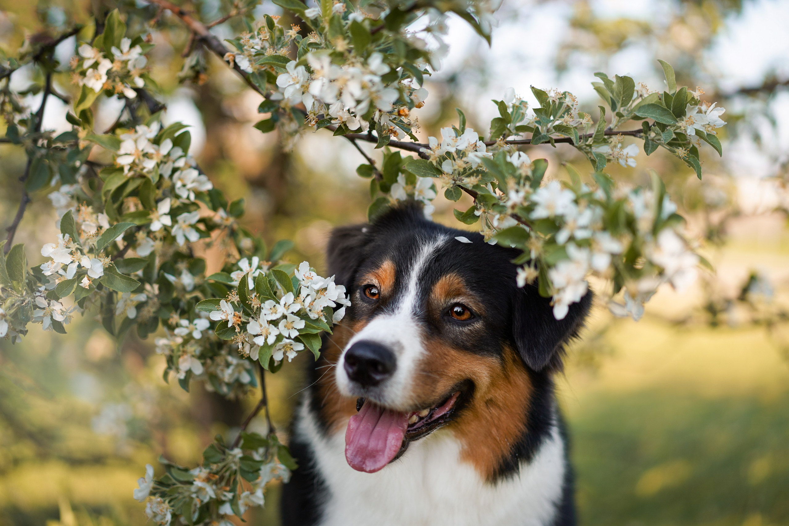 Аусси в Яблоневом саду. Фотограф-анималист в Санкт-Петербурге Яна Мартынова