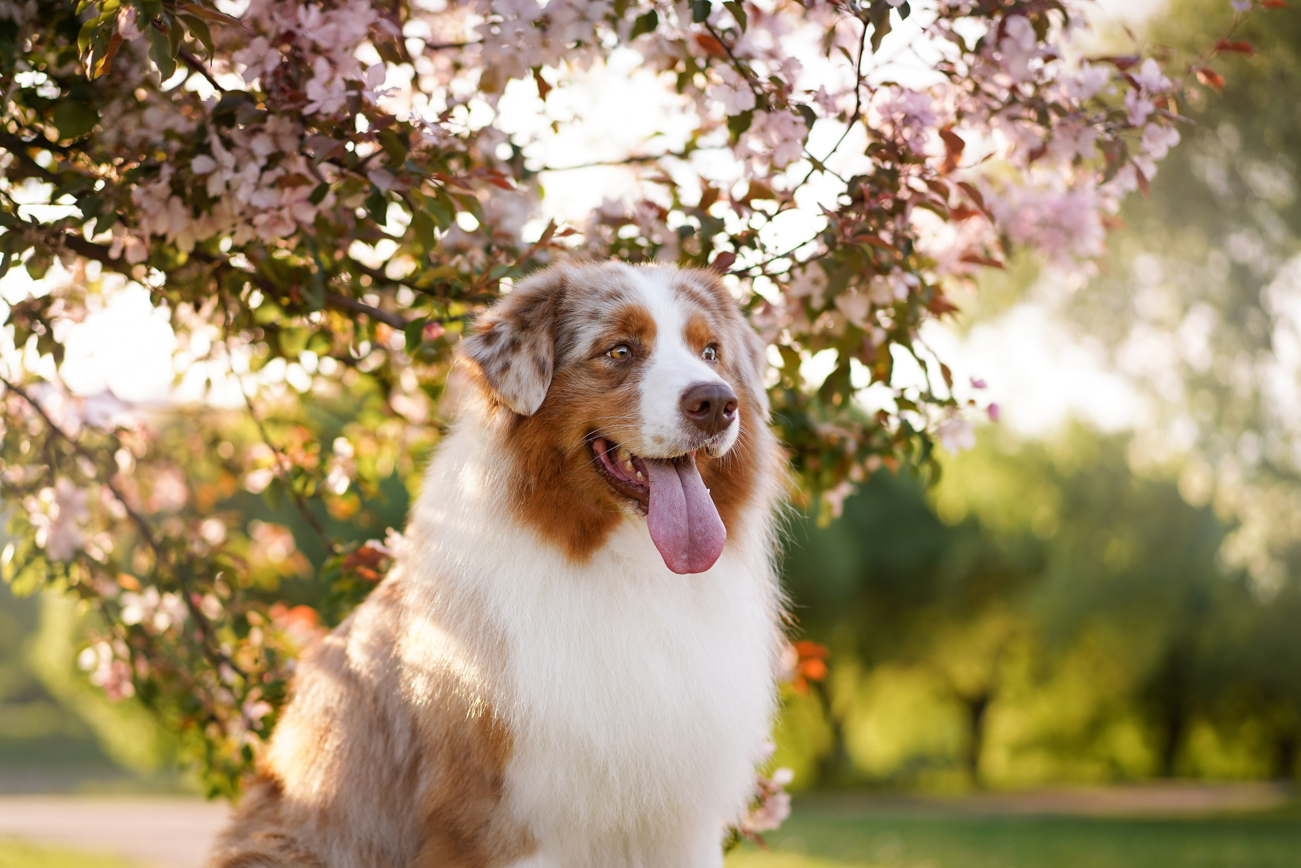 Аусси в Яблоневом саду. Фотограф-анималист в Санкт-Петербурге Яна Мартынова
