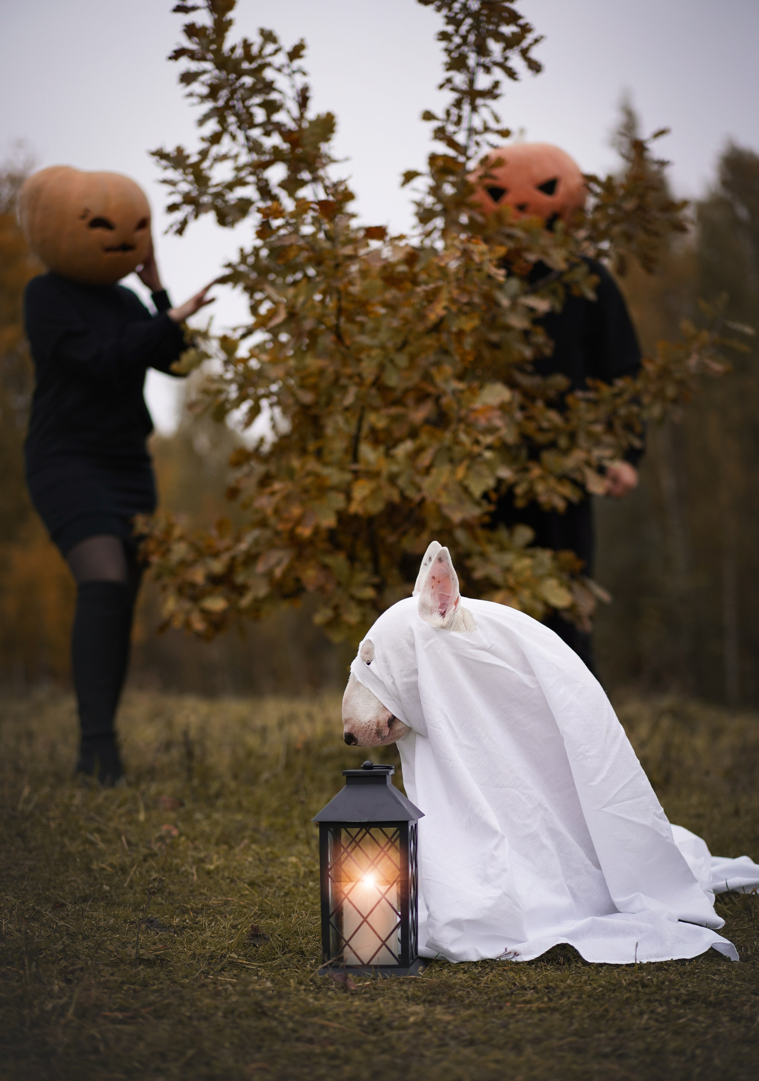 Настя Рома и Сахар Хелоуин. Фотограф-анималист в Санкт-Петербурге Яна Мартынова