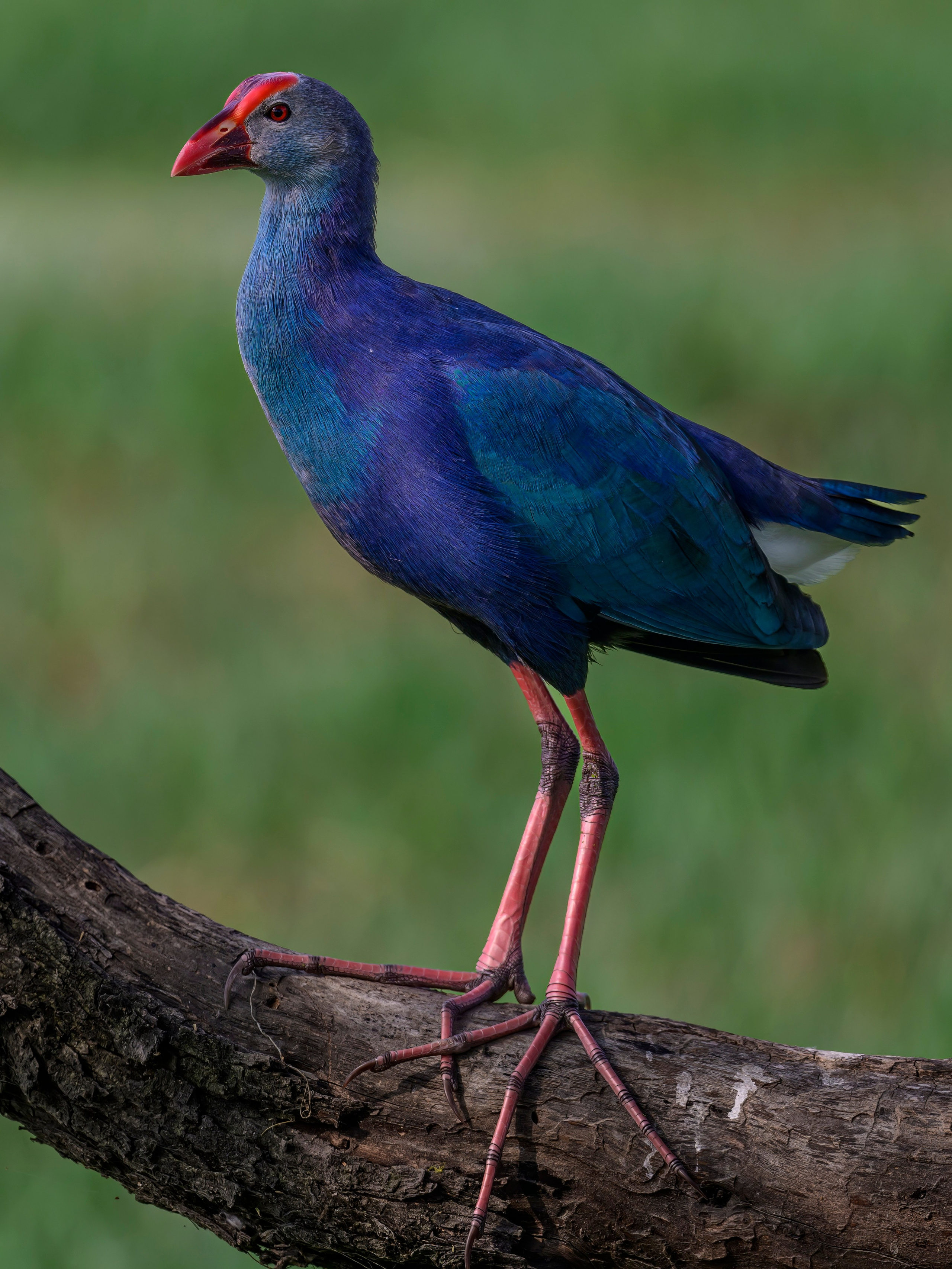 Раджастан, Индия. Wildlife photography by Sergey Puponin