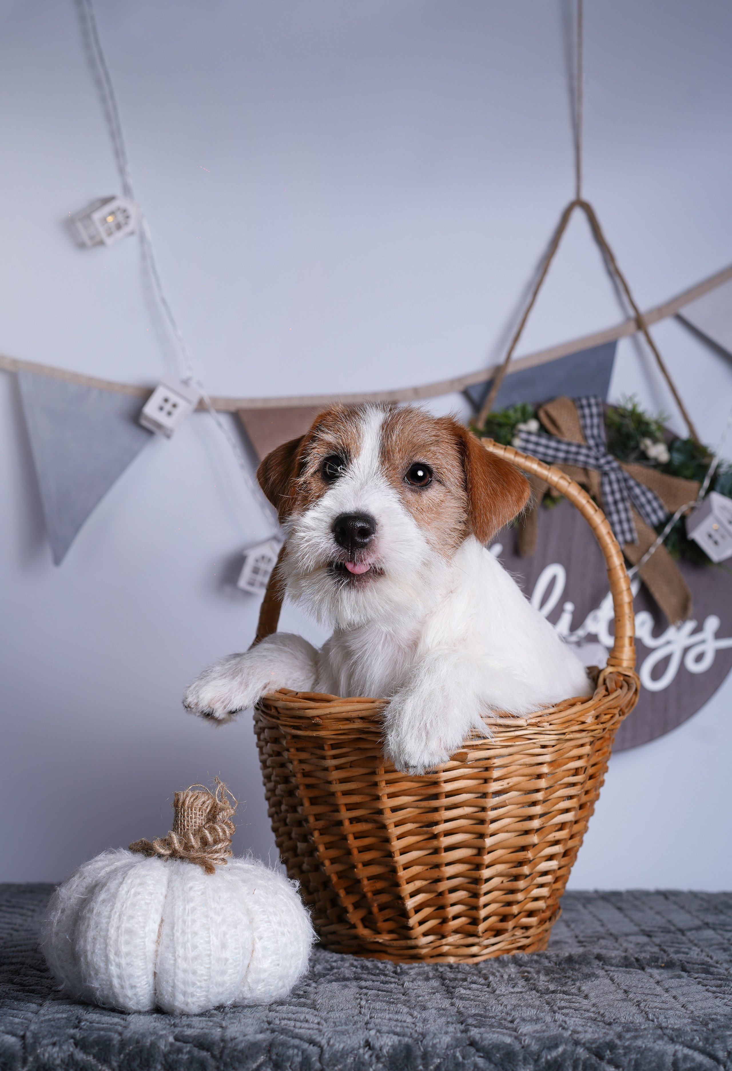 Щенки дрт. Фотограф-анималист в Санкт-Петербурге Яна Мартынова