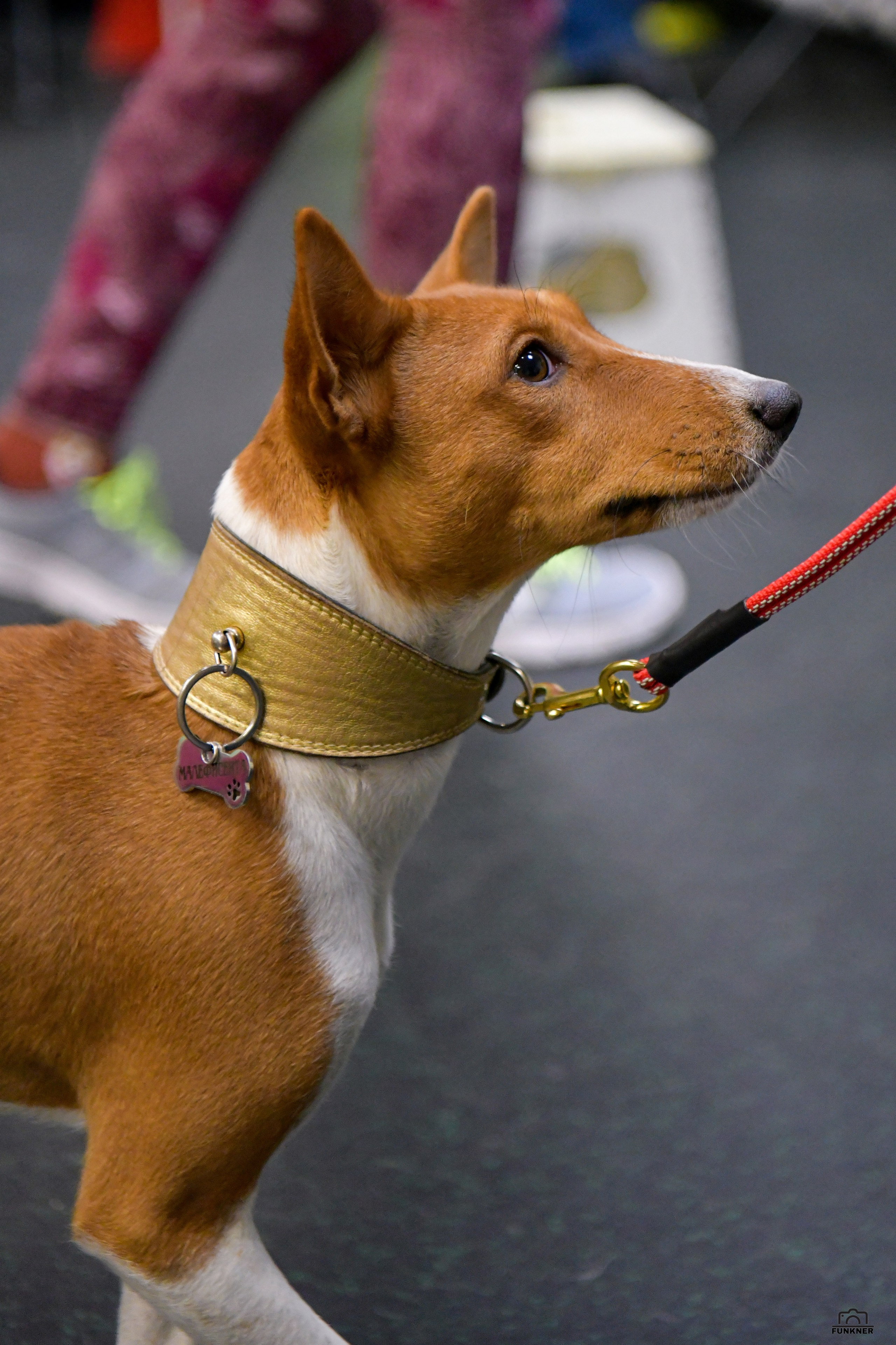 Кинологический клуб «Бодрый хвост». Свой взгляд через объектив