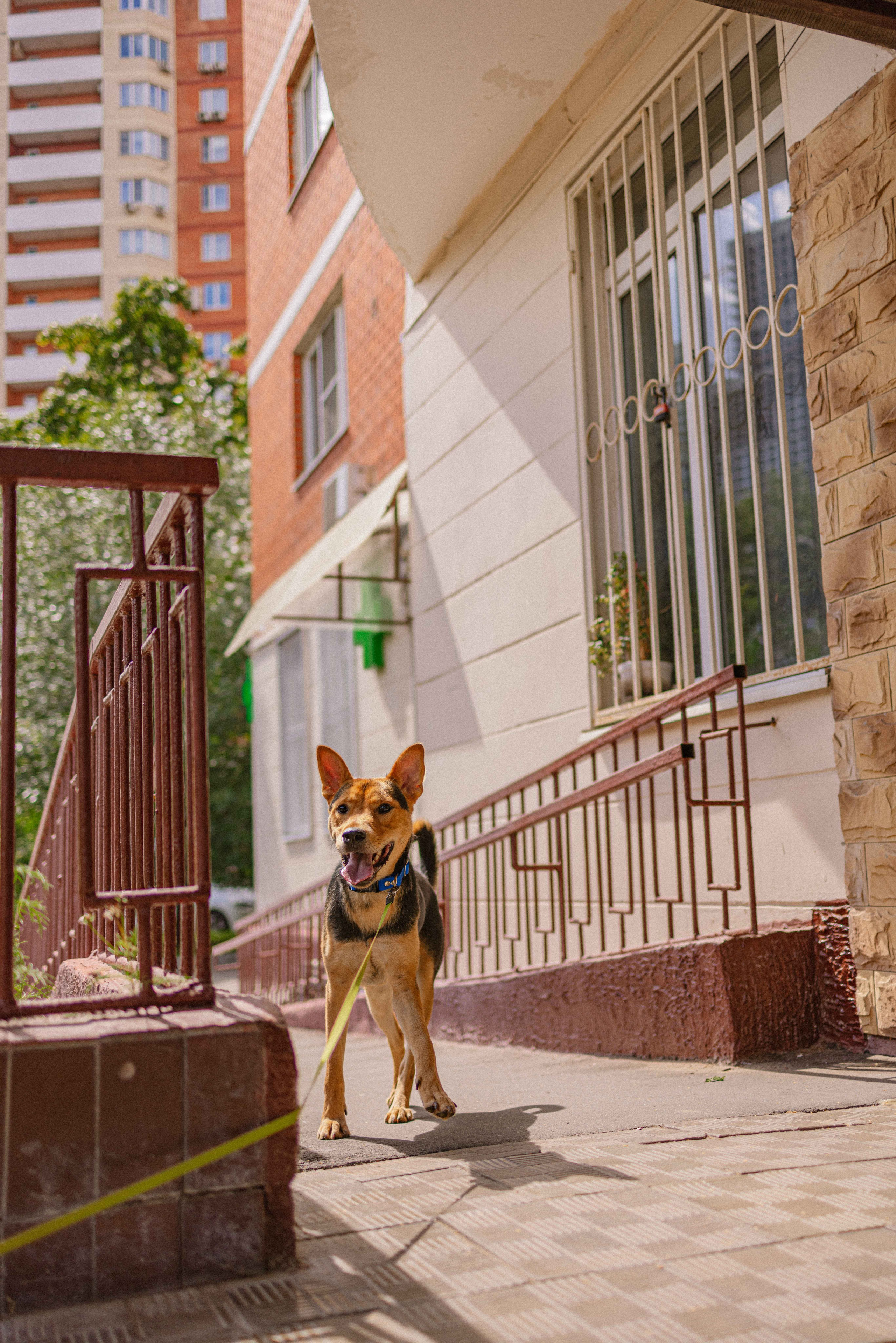 Джеки. Фотограф-анималист в Москве Лера Черноног