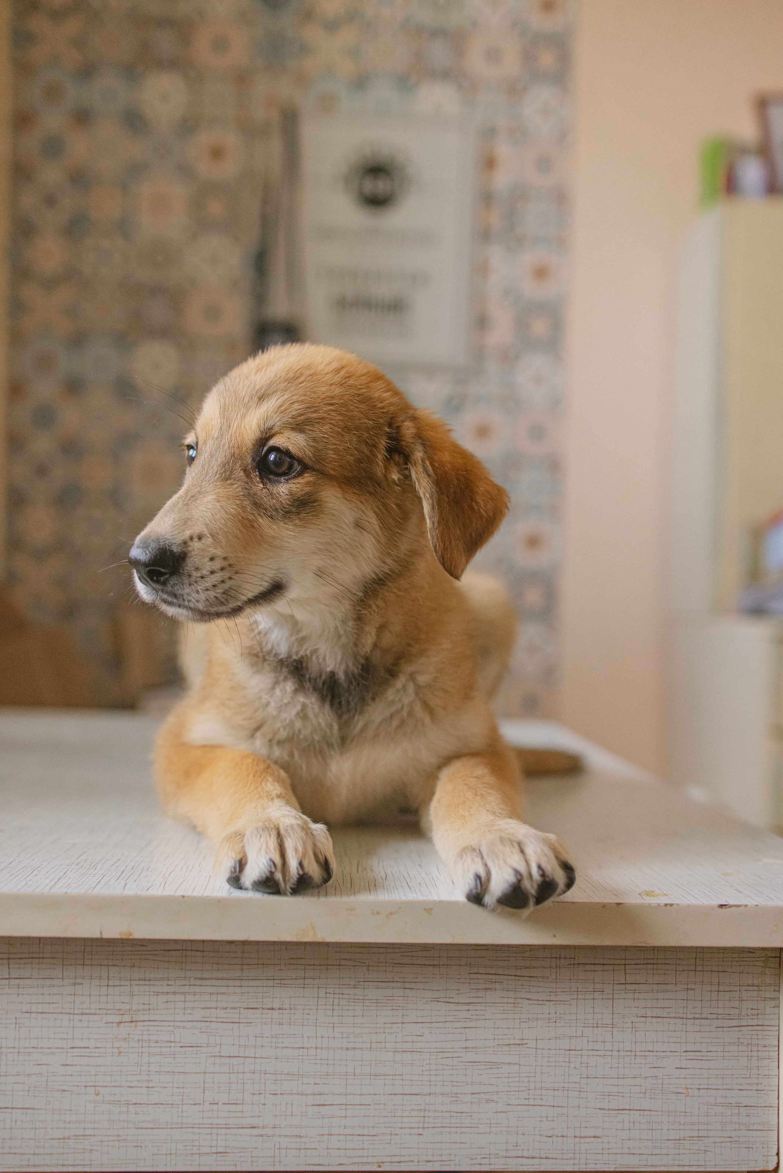Щеночки на кухне. Фотограф-анималист в Москве Лера Черноног