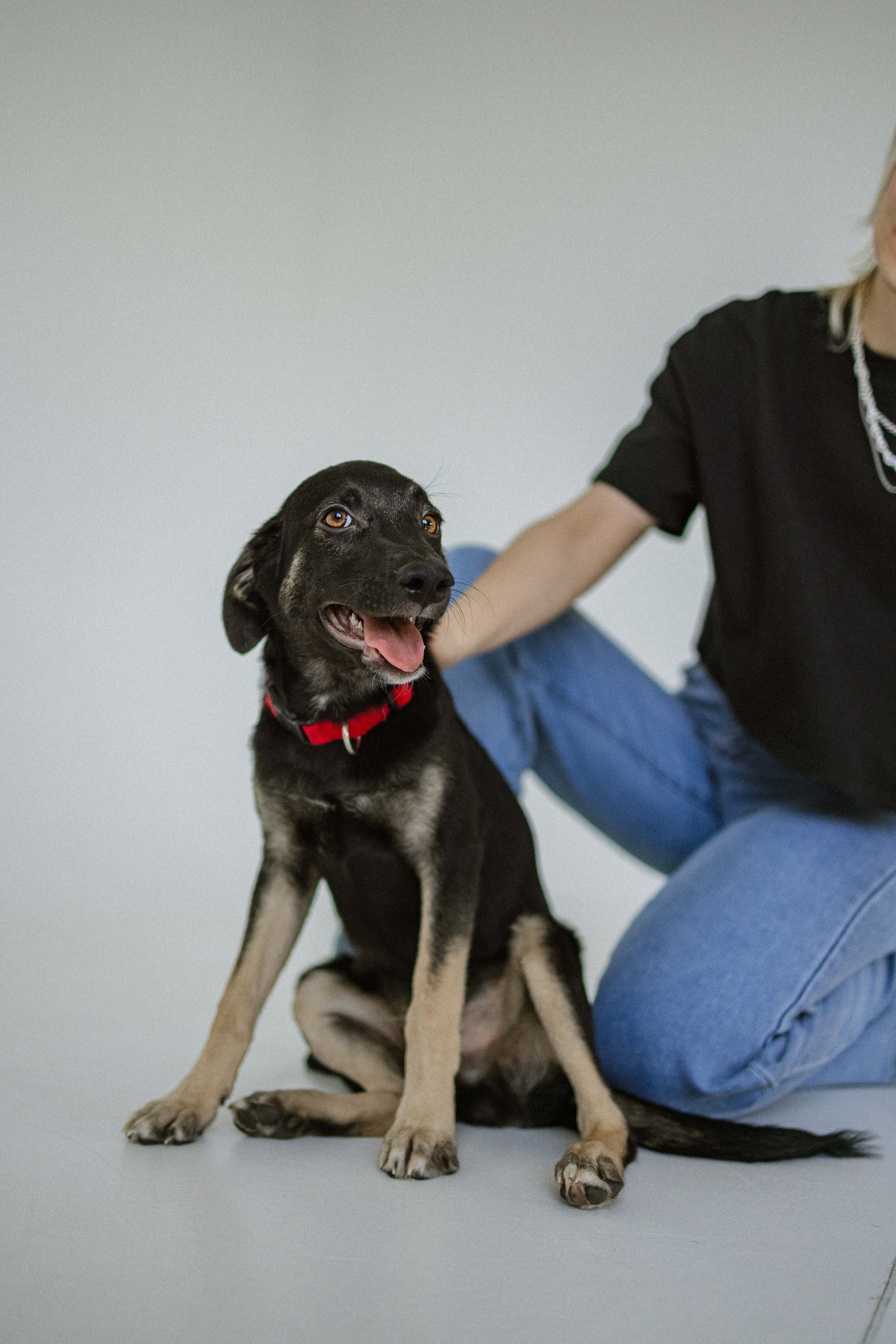 Крис и Тэдди. Фотограф-анималист в Москве Лера Черноног