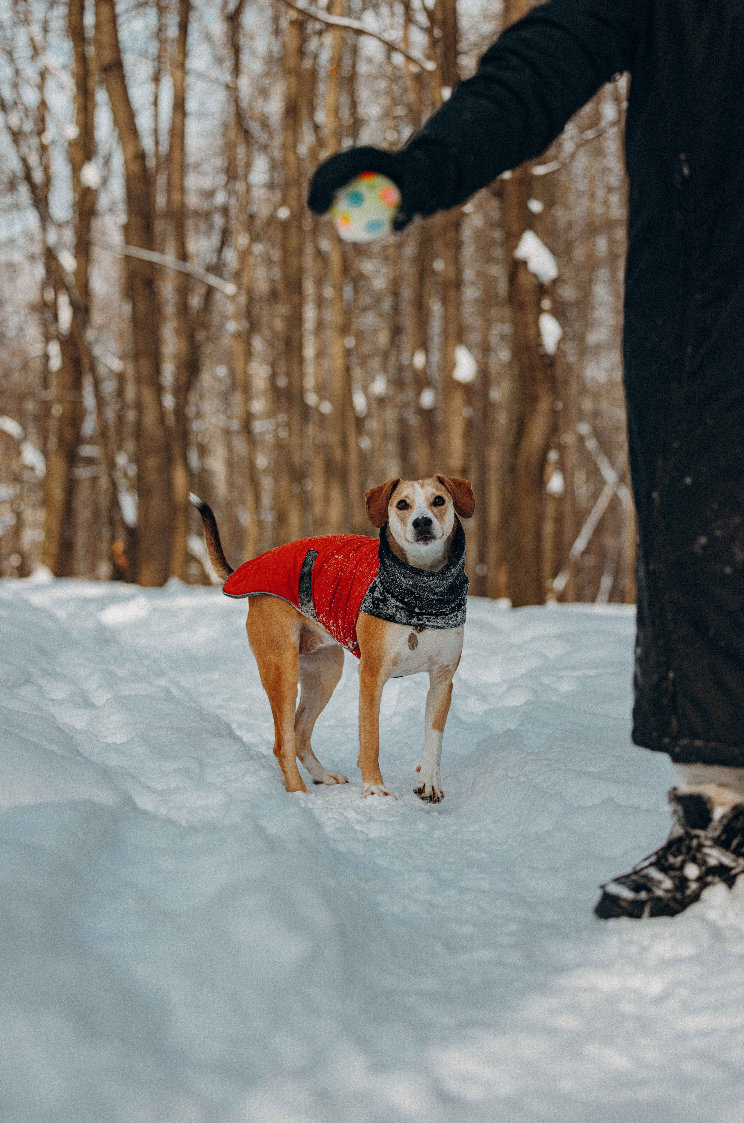 Свобода и ее семья. Фотограф-анималист в Москве Лера Черноног