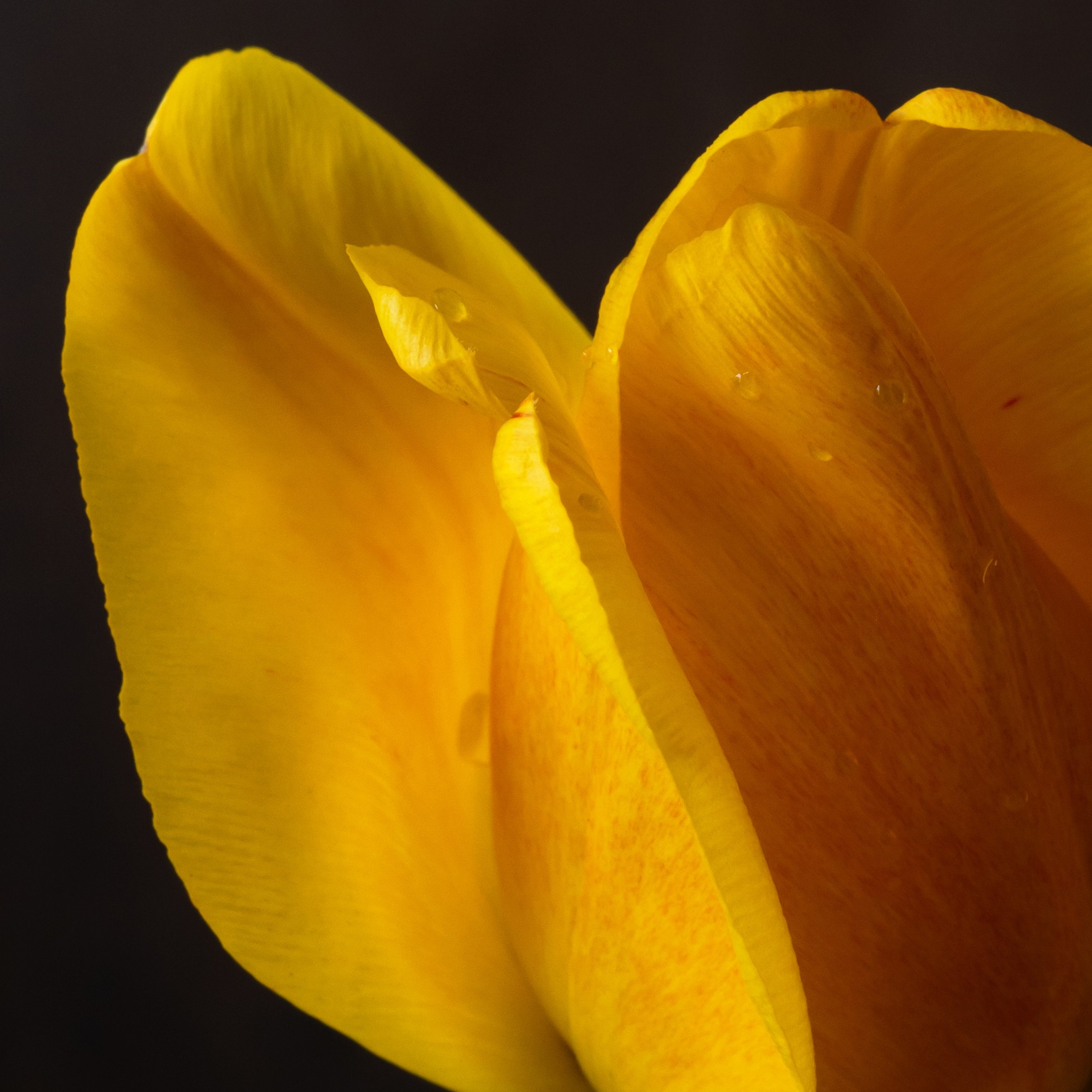 Butterfly. Author’s fine art prints with international delivery