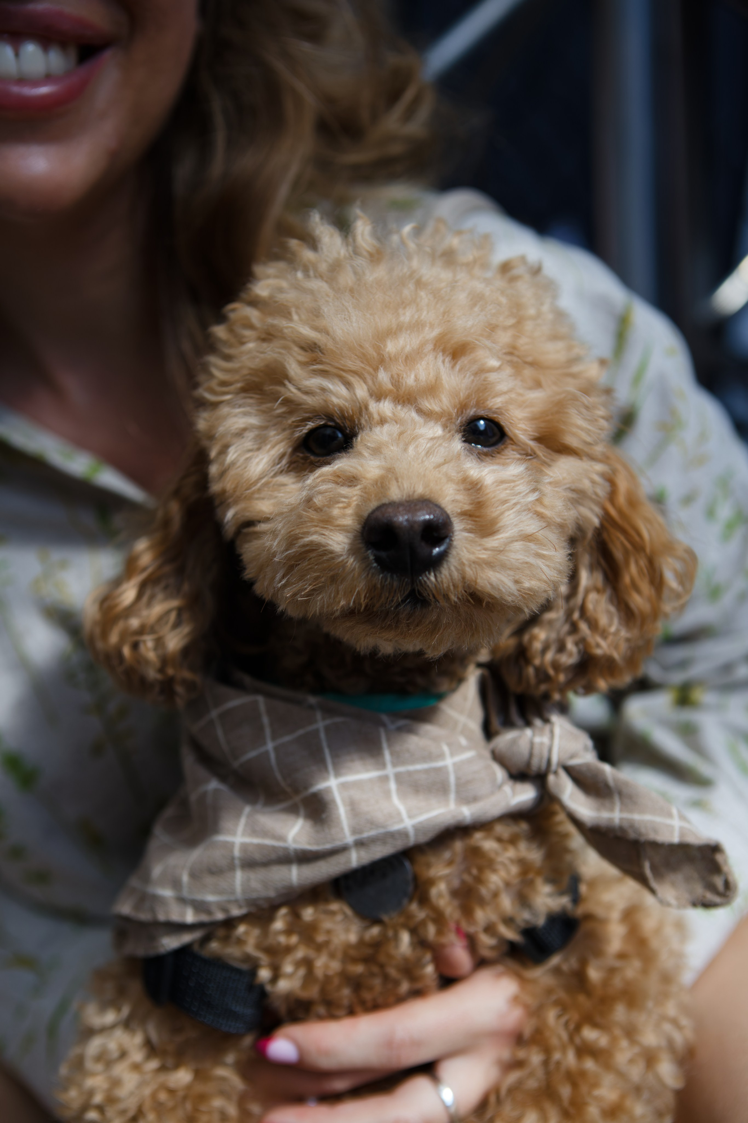 Вечеринка для собак Oh my dog 20.07.2025. Репортажный и спортивный фотограф в г. Пермь Зильберг Павел