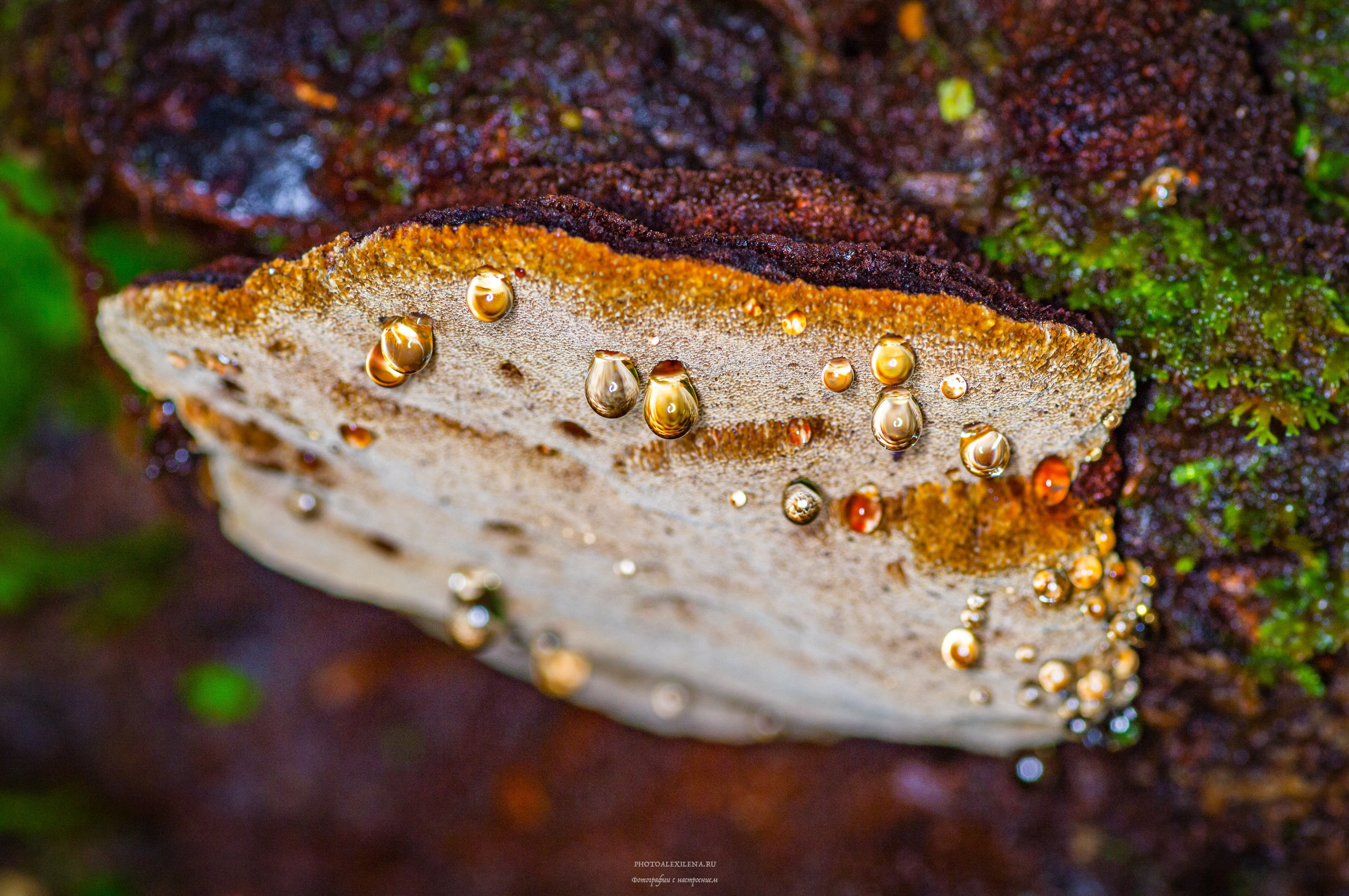 Капли, капелюшки. Авторские стильные фотокартины
