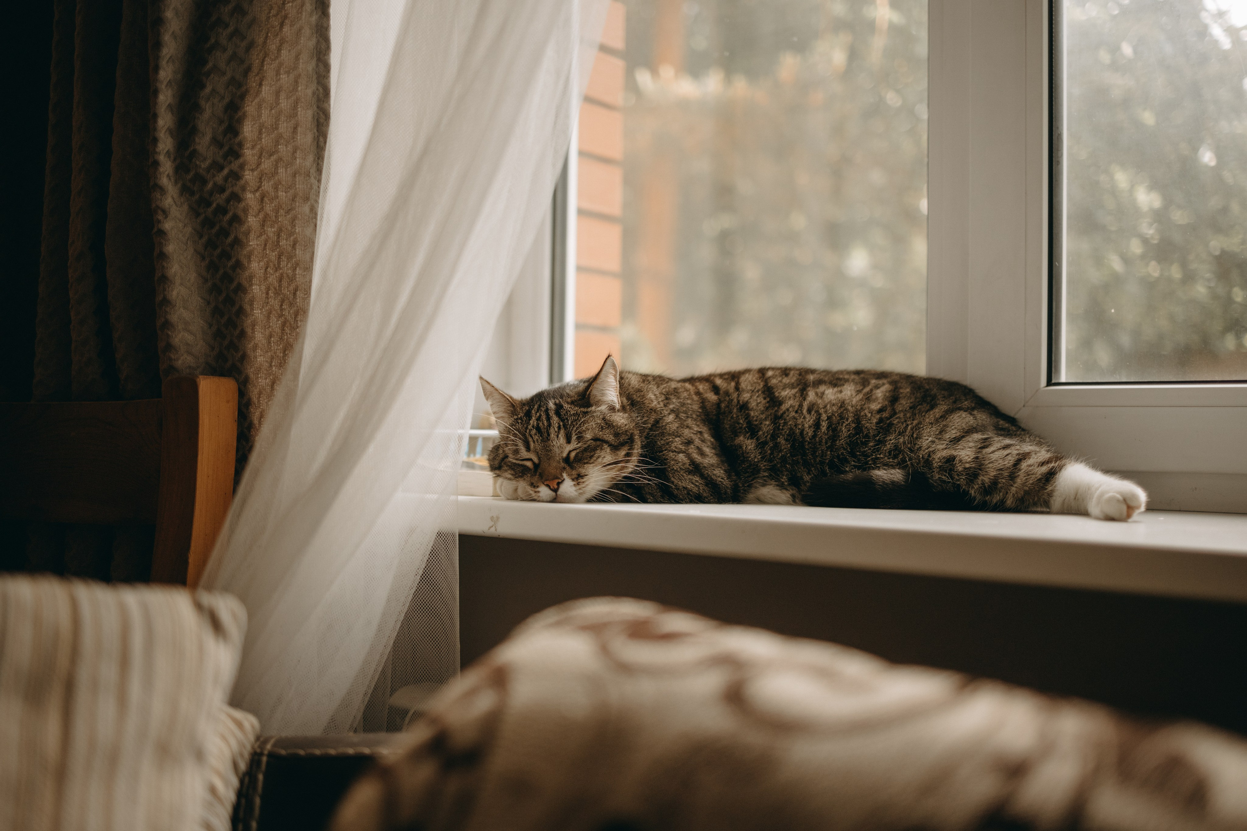 Софа и ее хвостики. Фотограф — Анималист | Санкт-Петербург