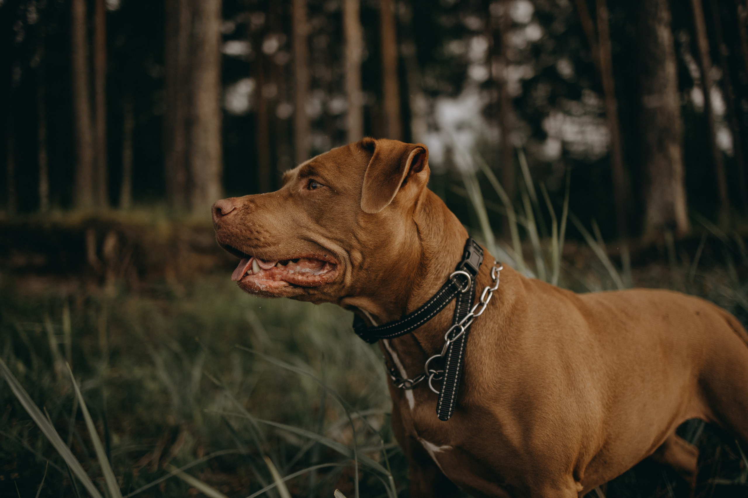 Бонни и ее семья. Фотограф — Анималист | Санкт-Петербург