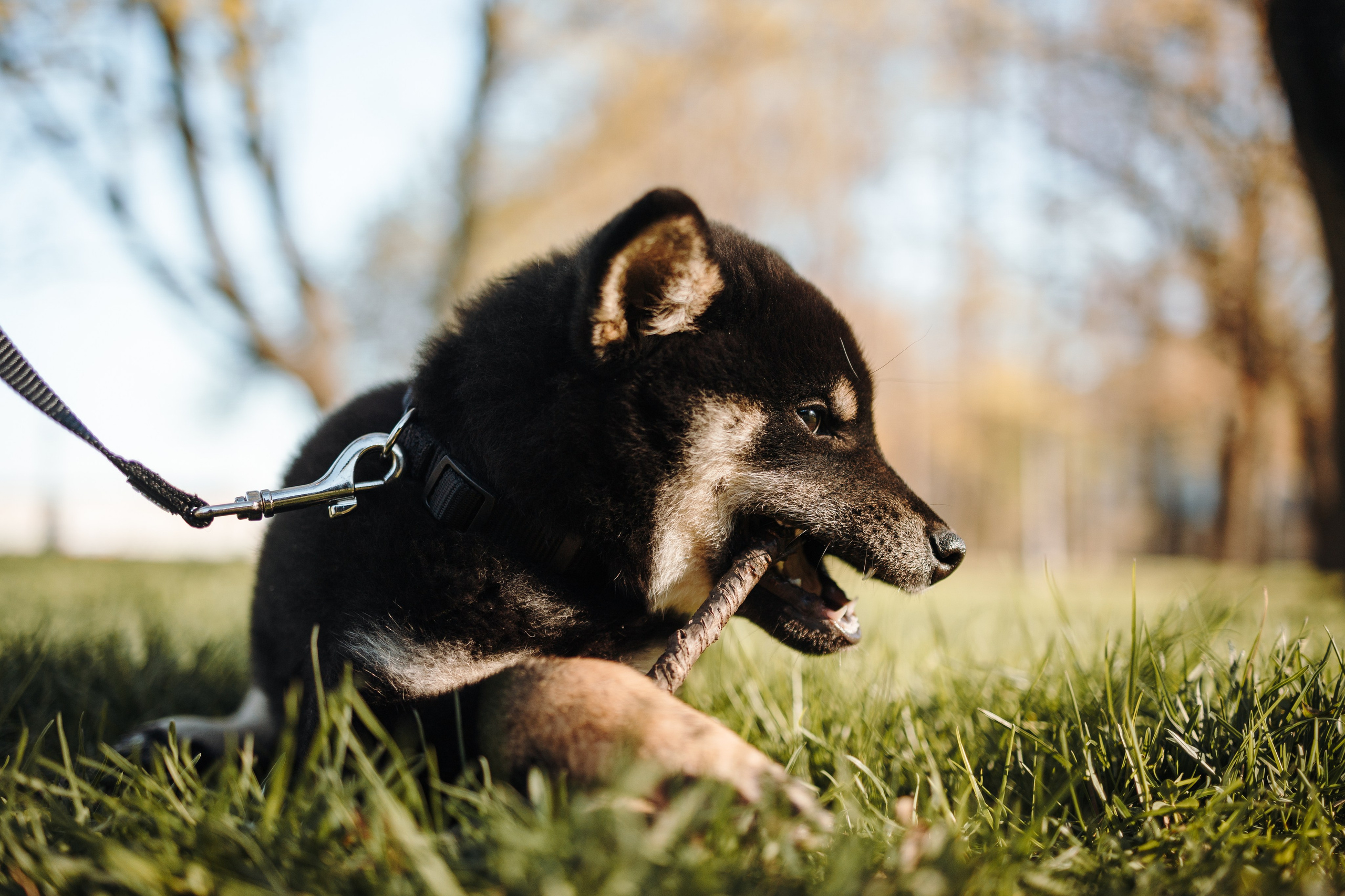 Даша и ее девочки. Фотограф — Анималист | Санкт-Петербург