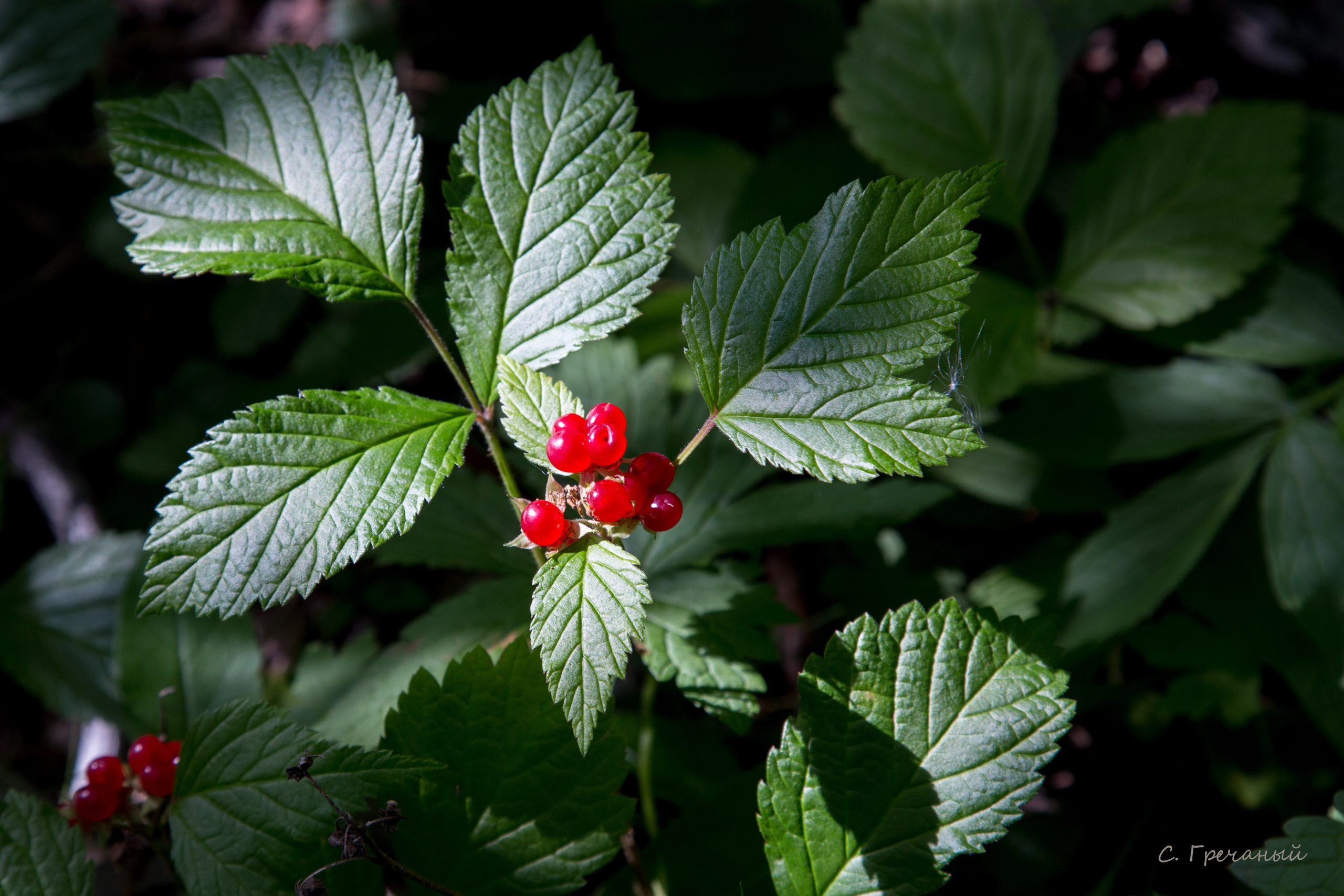 Мир растений. Пейзажи Крайнего Севера. Баренцево море, Рыбачий, Средний, Немецкий