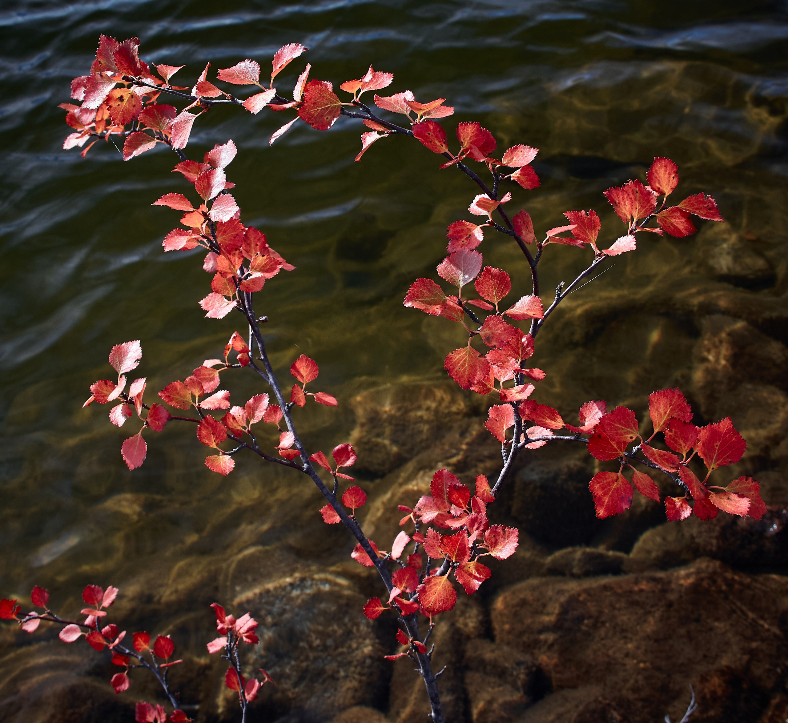 Тундра Лес и Сопки. Пейзажи Крайнего Севера. Баренцево море, Рыбачий, Средний, Немецкий