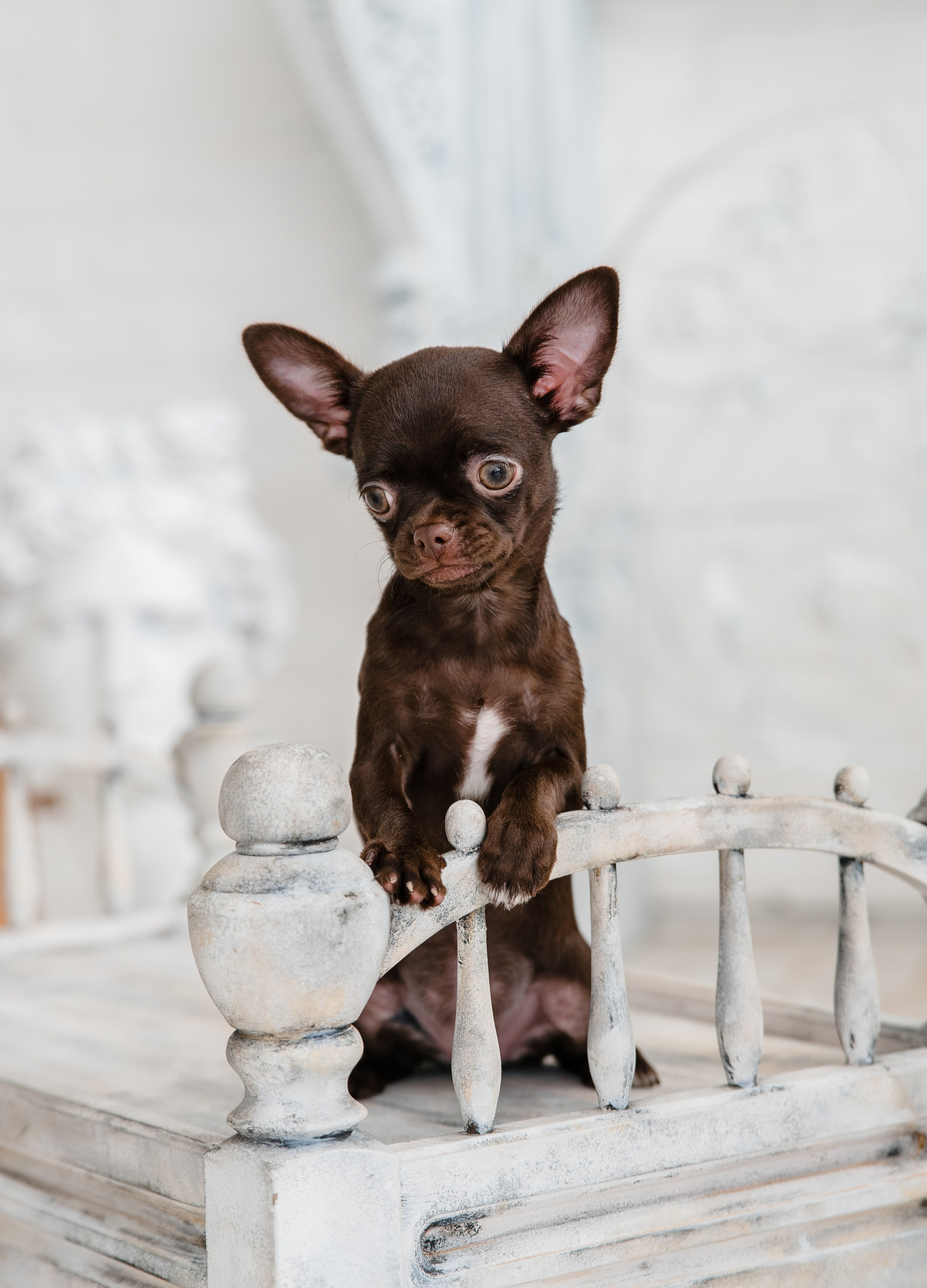 Чихуа Ахуа студия. Главная