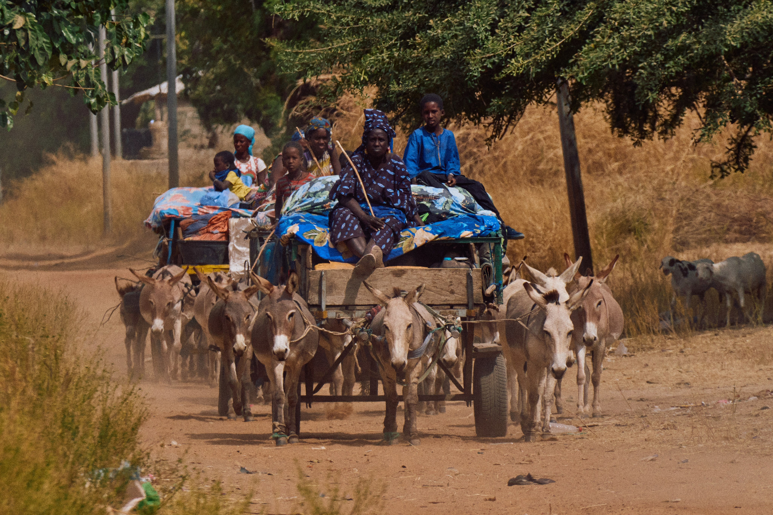 Gambia River. See the moment and catche. commercial and reportage