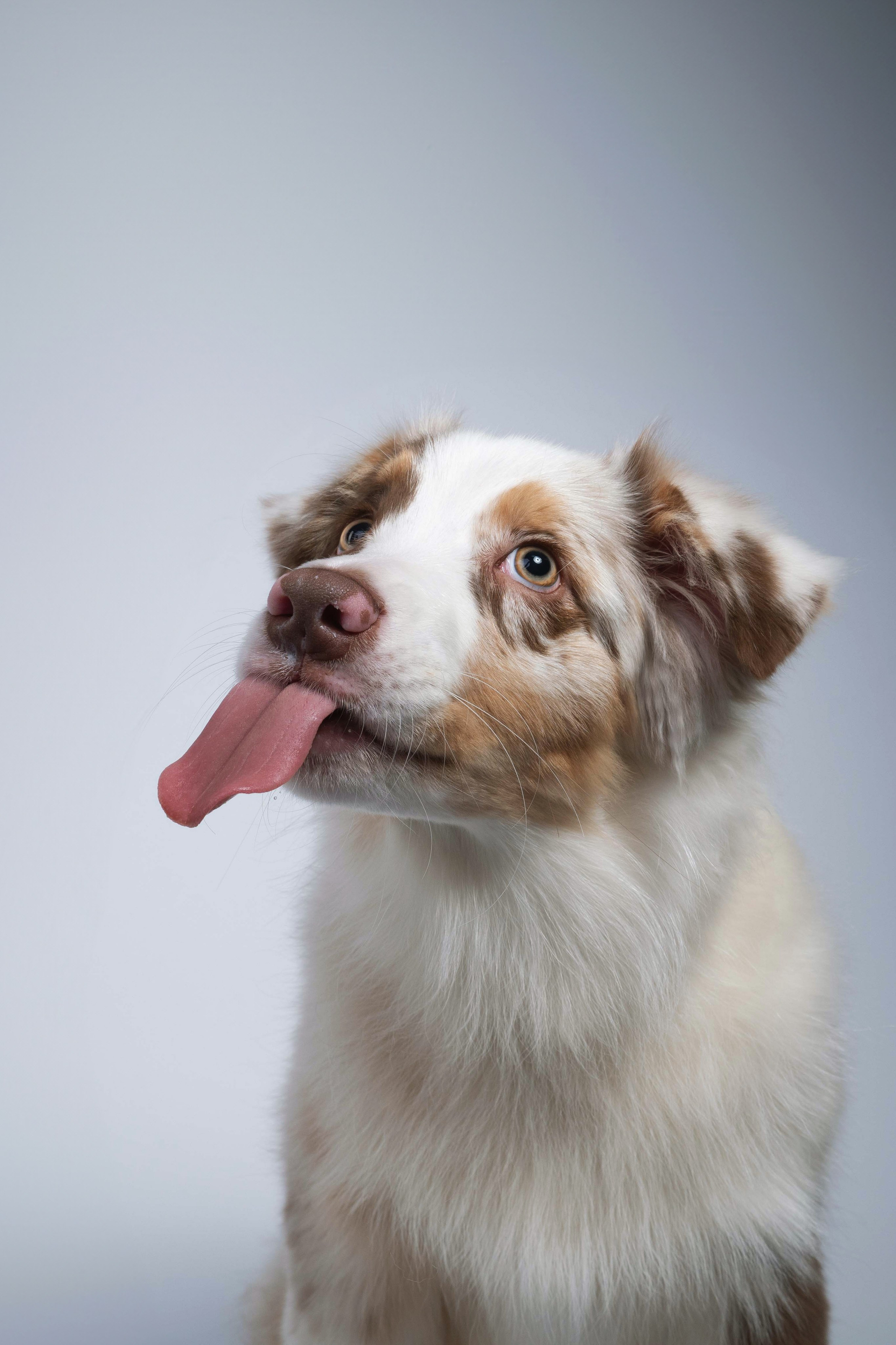 Бри, Панда, Эста и Жара. Фотограф анималист Осипчикова Мария