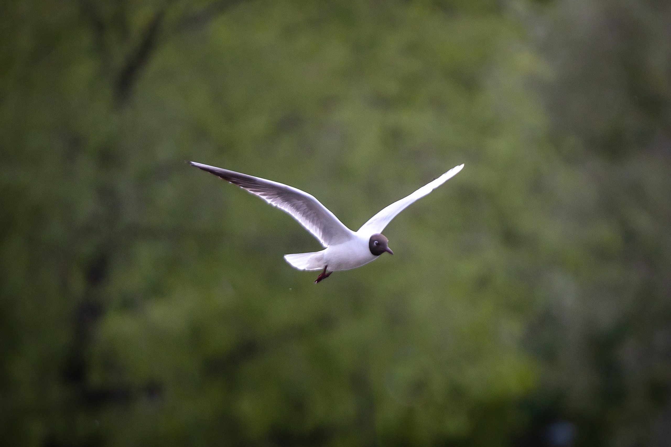 Птицы. Фотограф Владимир Охрименко