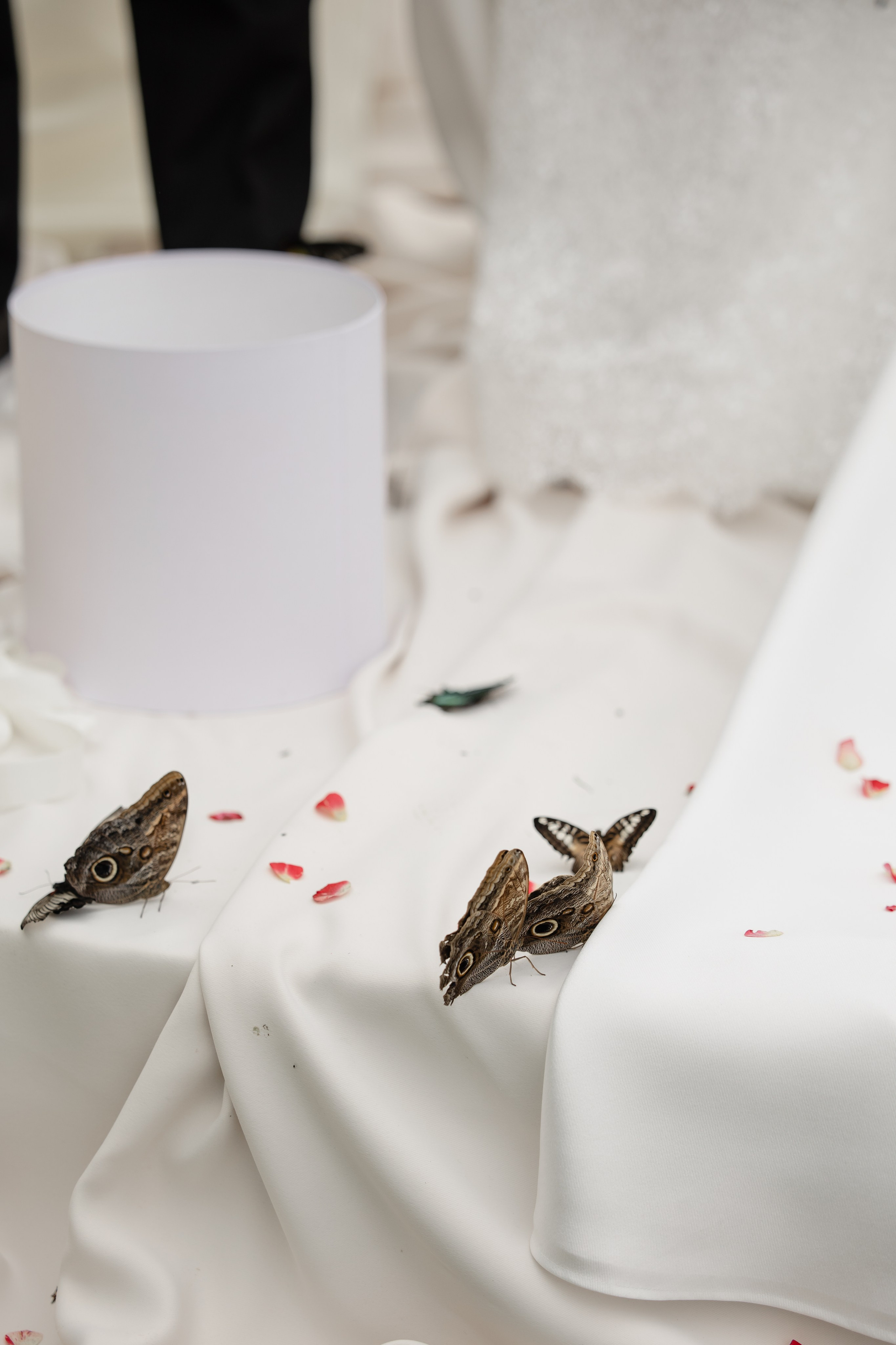 Кирилл & Анастасия. Организатор- Елена Гаманович. Главная