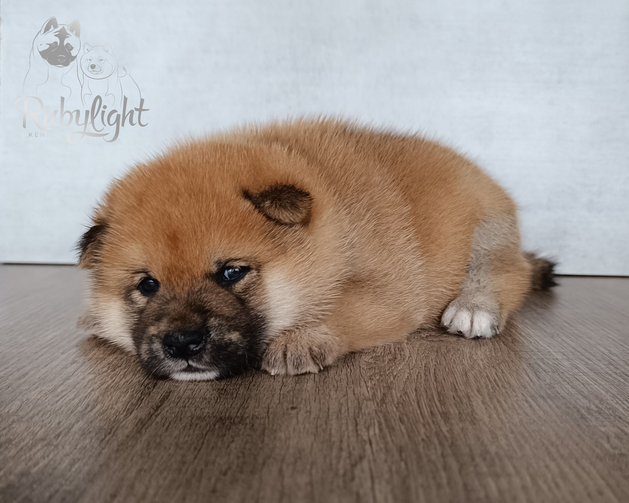 Сиба Rubylight Everest питомник Рубилайт 