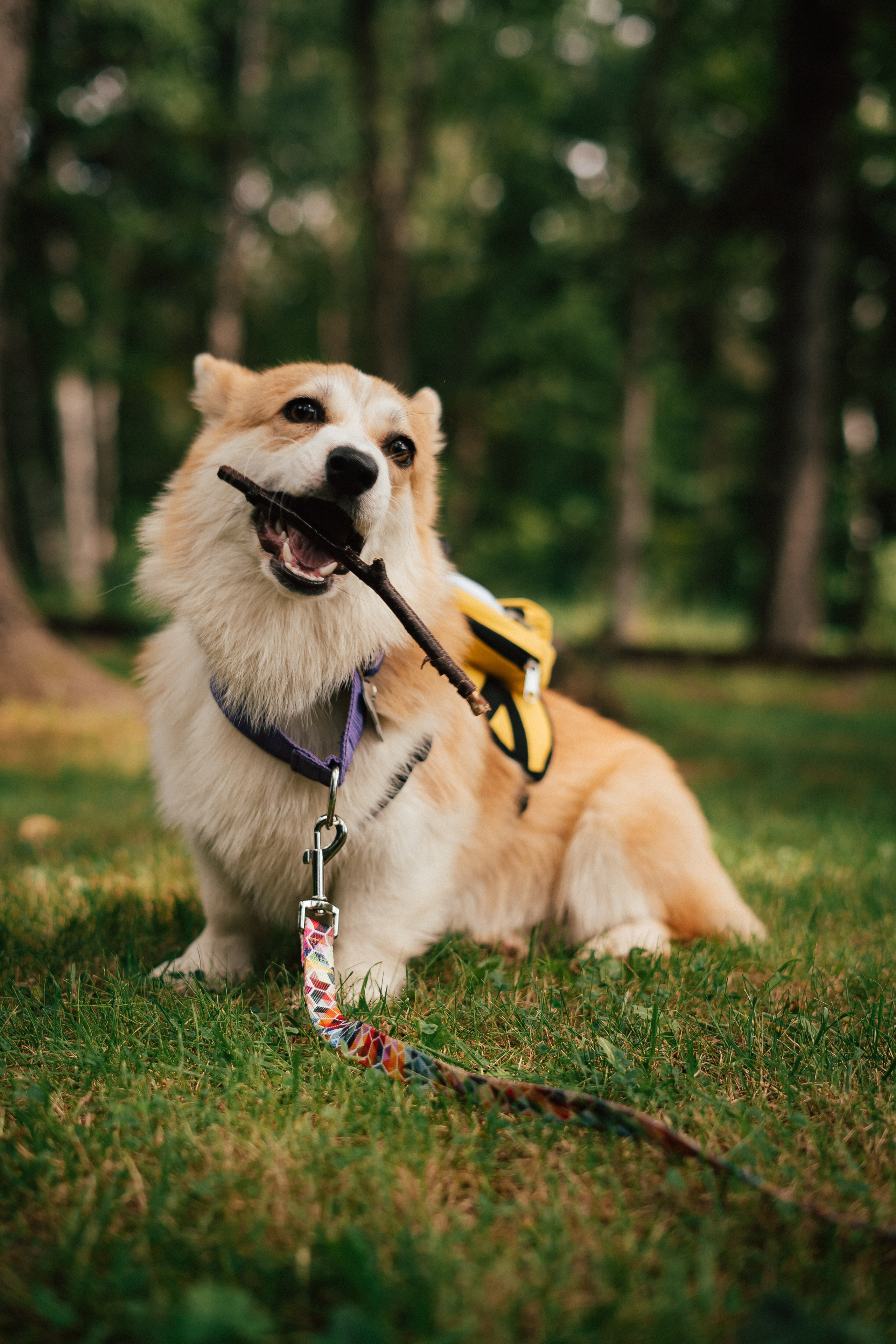 Фотосессия с собакой сахалин. Фотограф сахалин