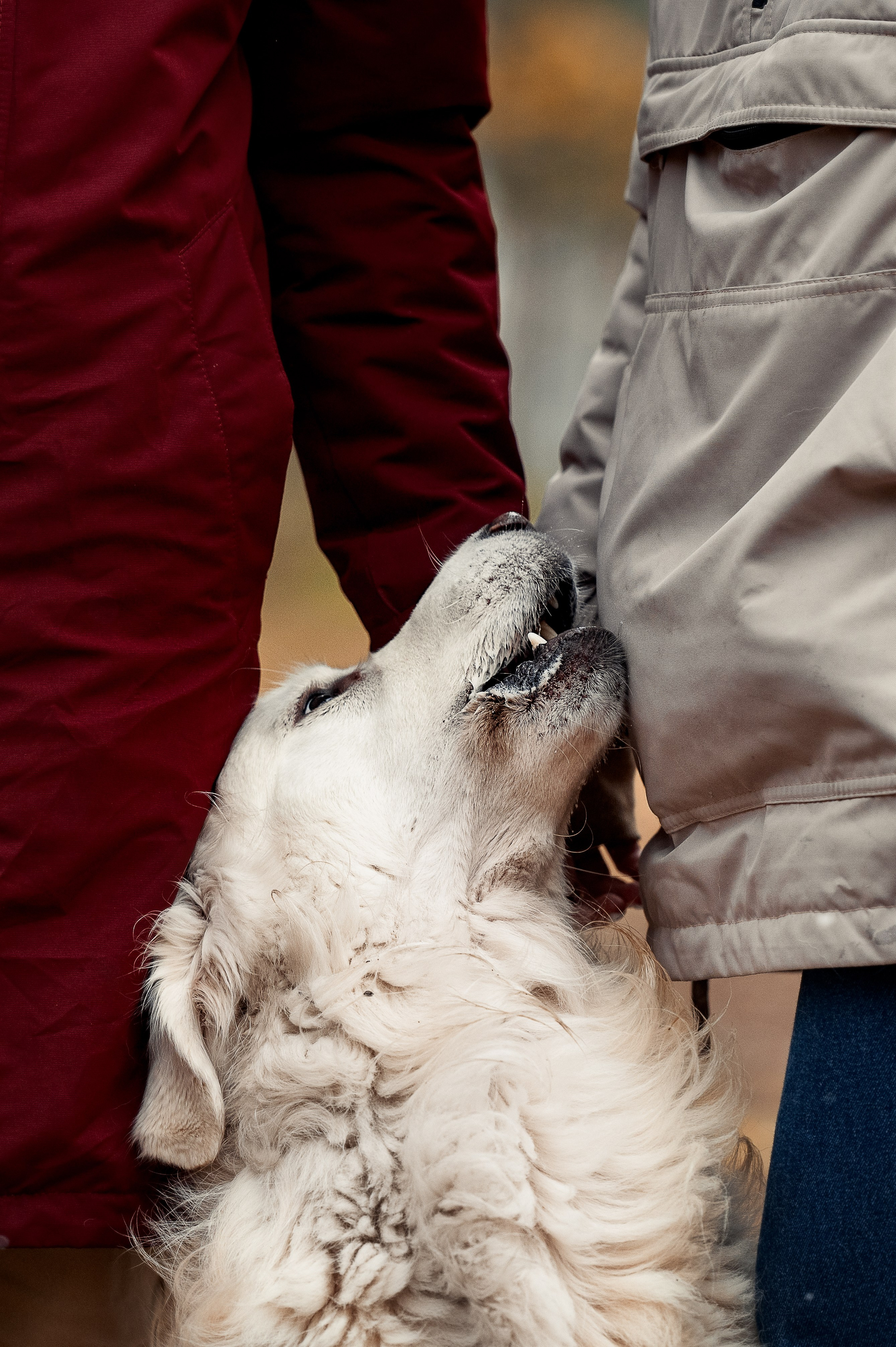 Айс и золотая осень. Фотограф-анималист