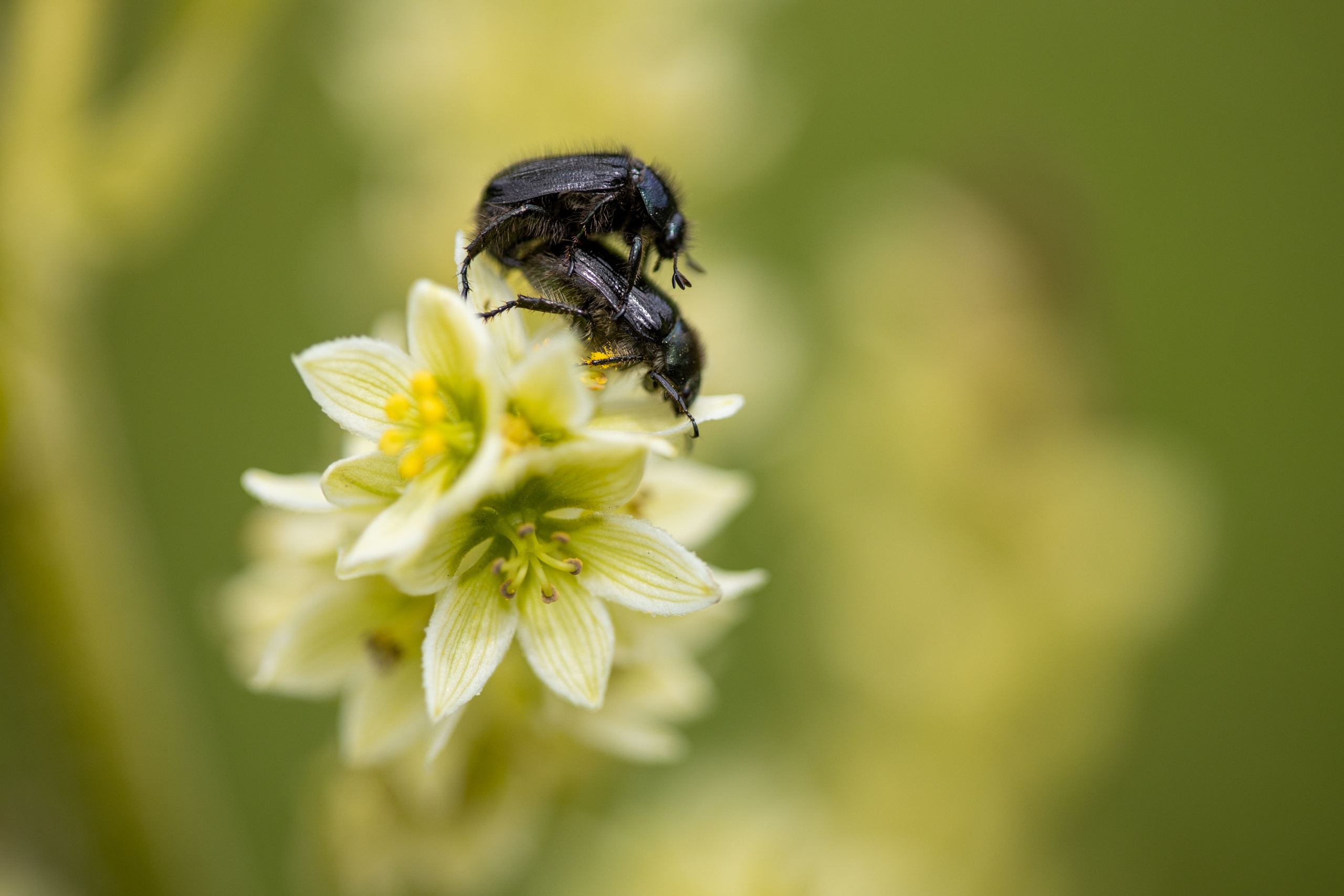 Природа. Профессиональный репортажный и студийный фотограф в Москве