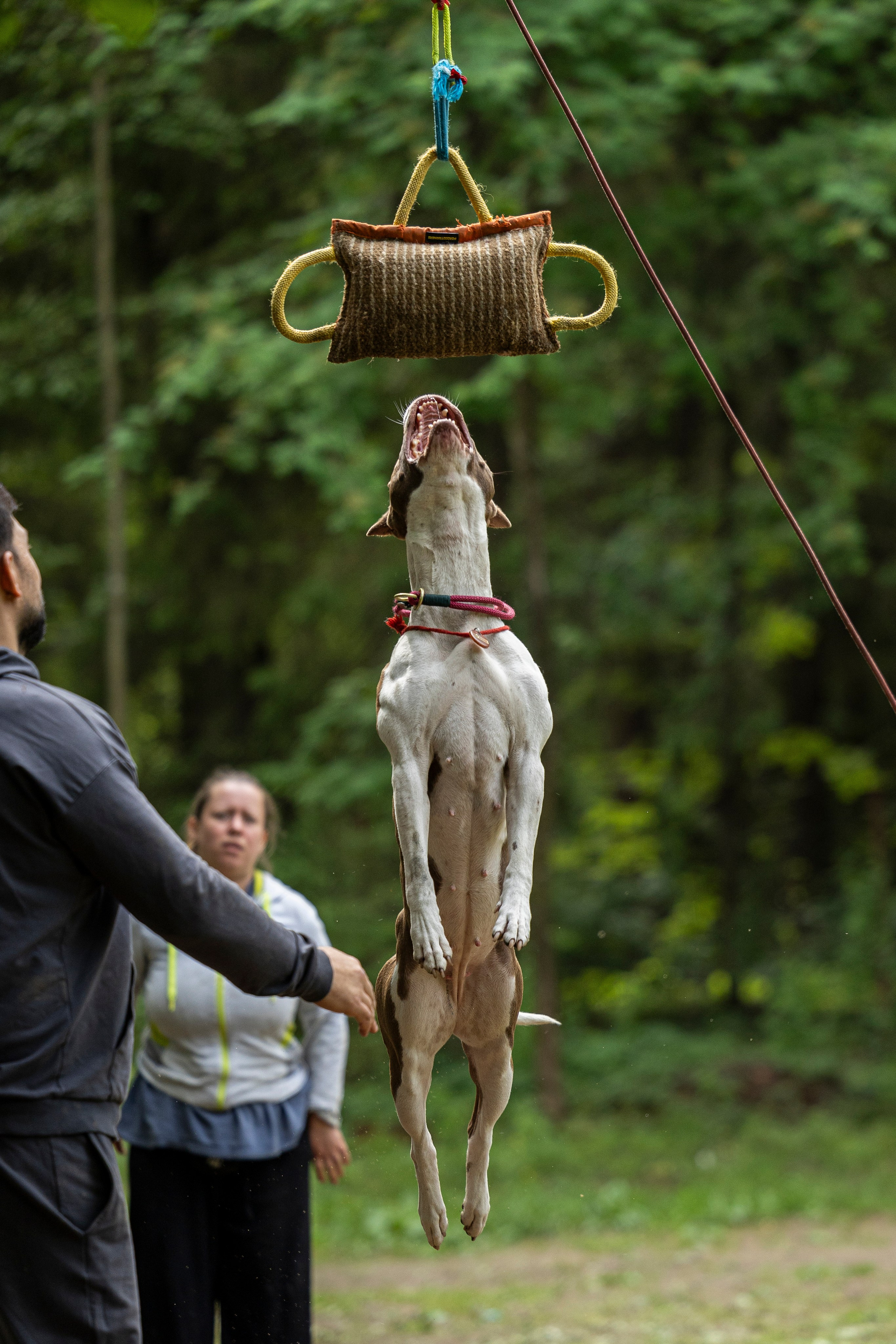 Пит-стафф многоборье. Фотограф-анималист Анна Маринич