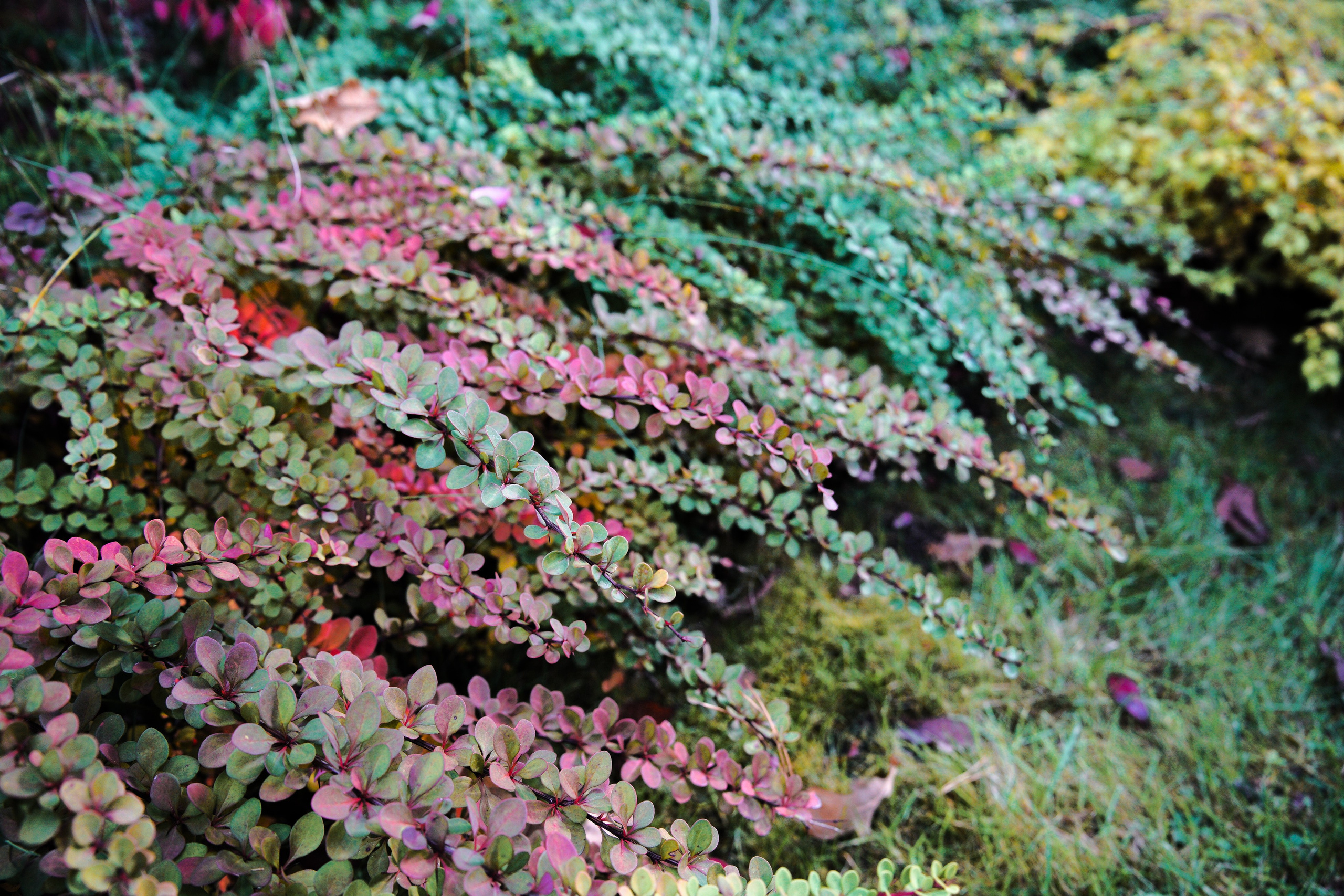 Осень 2025. Фотограф из Москвы — DASHA NOVA | Авторская фотография в разных жанрах