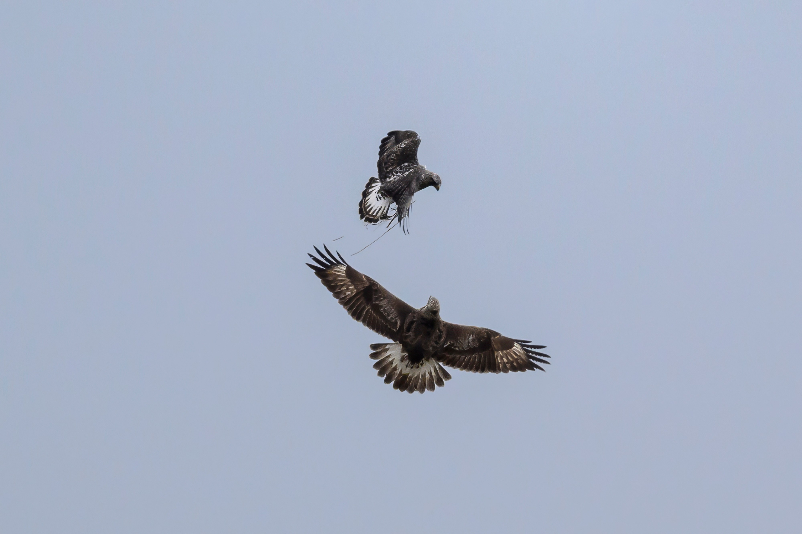Драка зимняков. Wildlife photography by Sergey Puponin