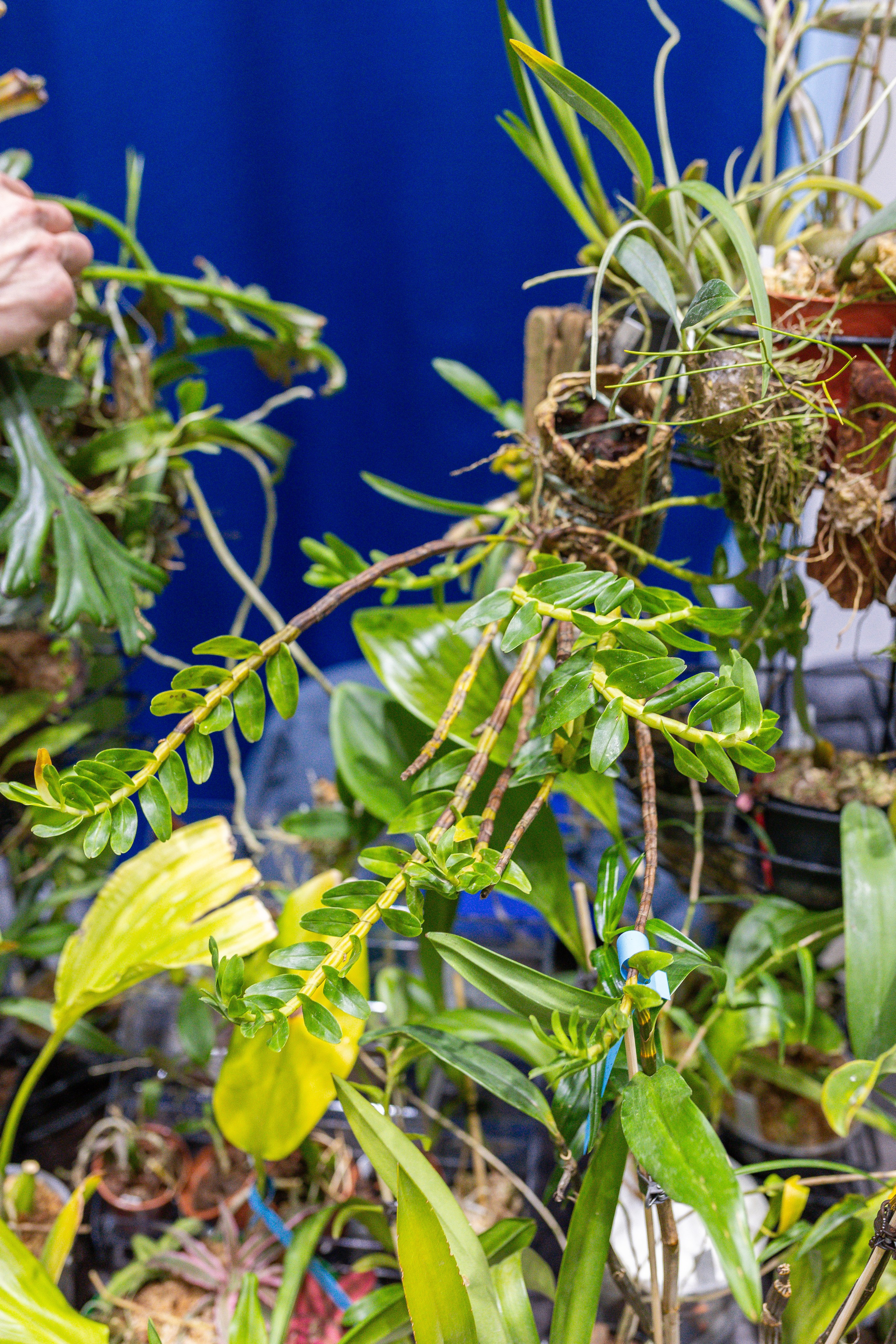 Орхидиум 12.2025. Александра Куликова фотограф, Москва