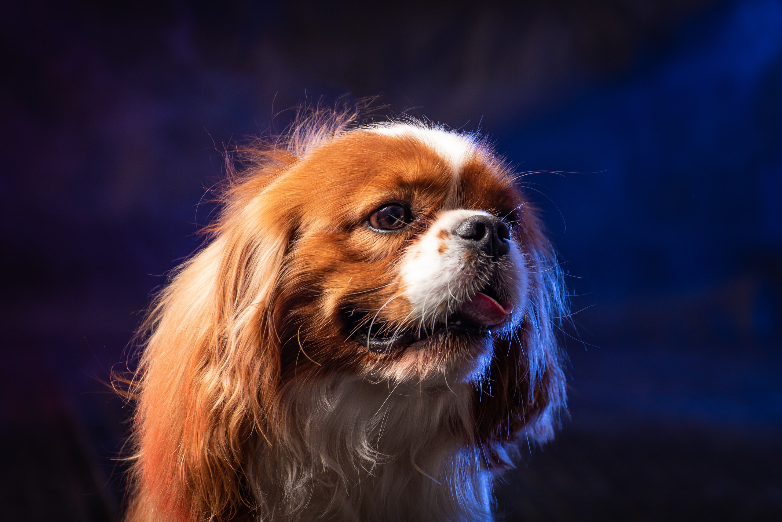 Съёмка собак. Фотограф Макс Огурцов в Нижнем Новгороде