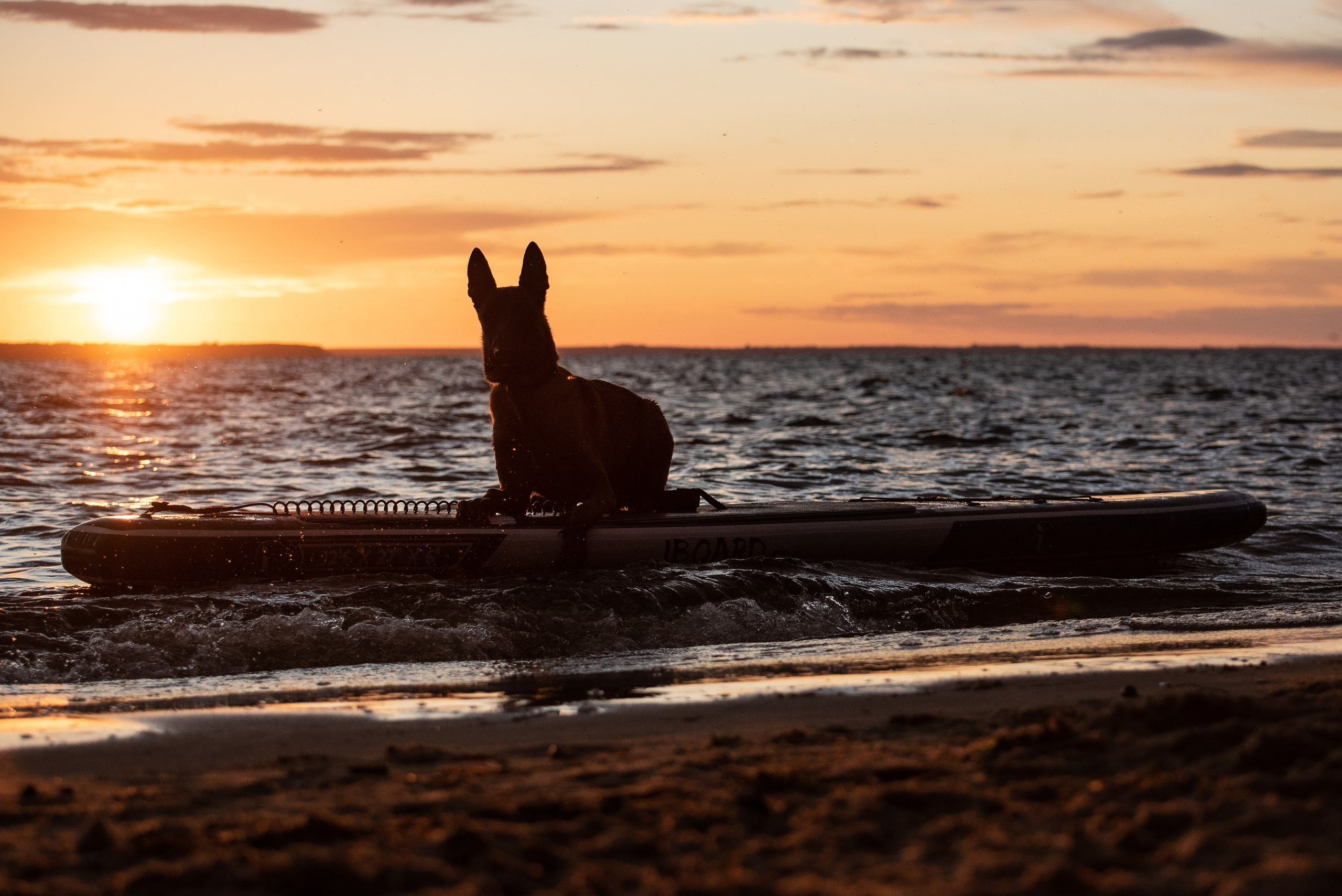 Фотограф анималист. Фотограф Макс Огурцов в Нижнем Новгороде