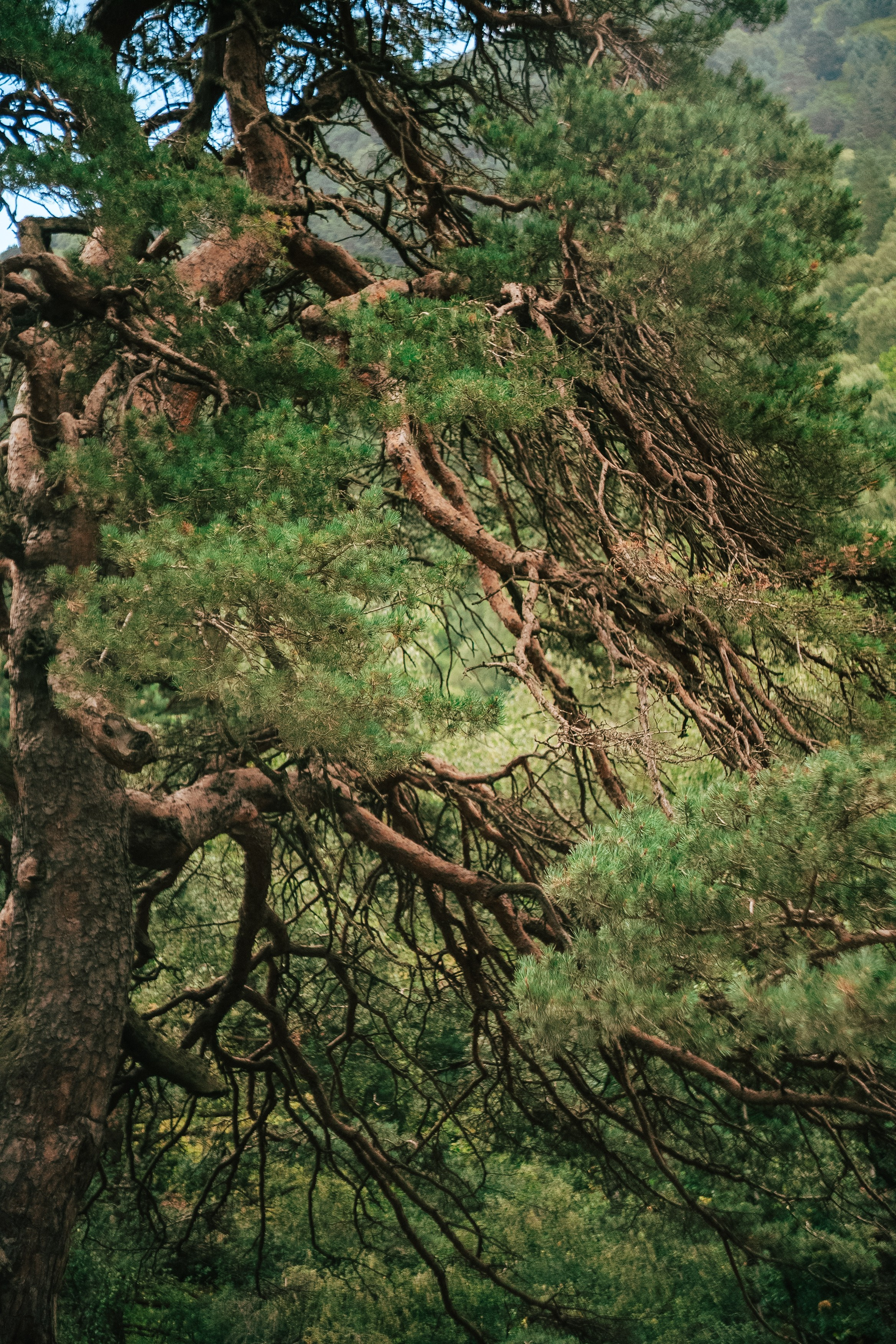 Кабардино-Балкария ✽ Август. Репортажный фотограф | Роза Хутор Красная Поляна Сочи Сириус
