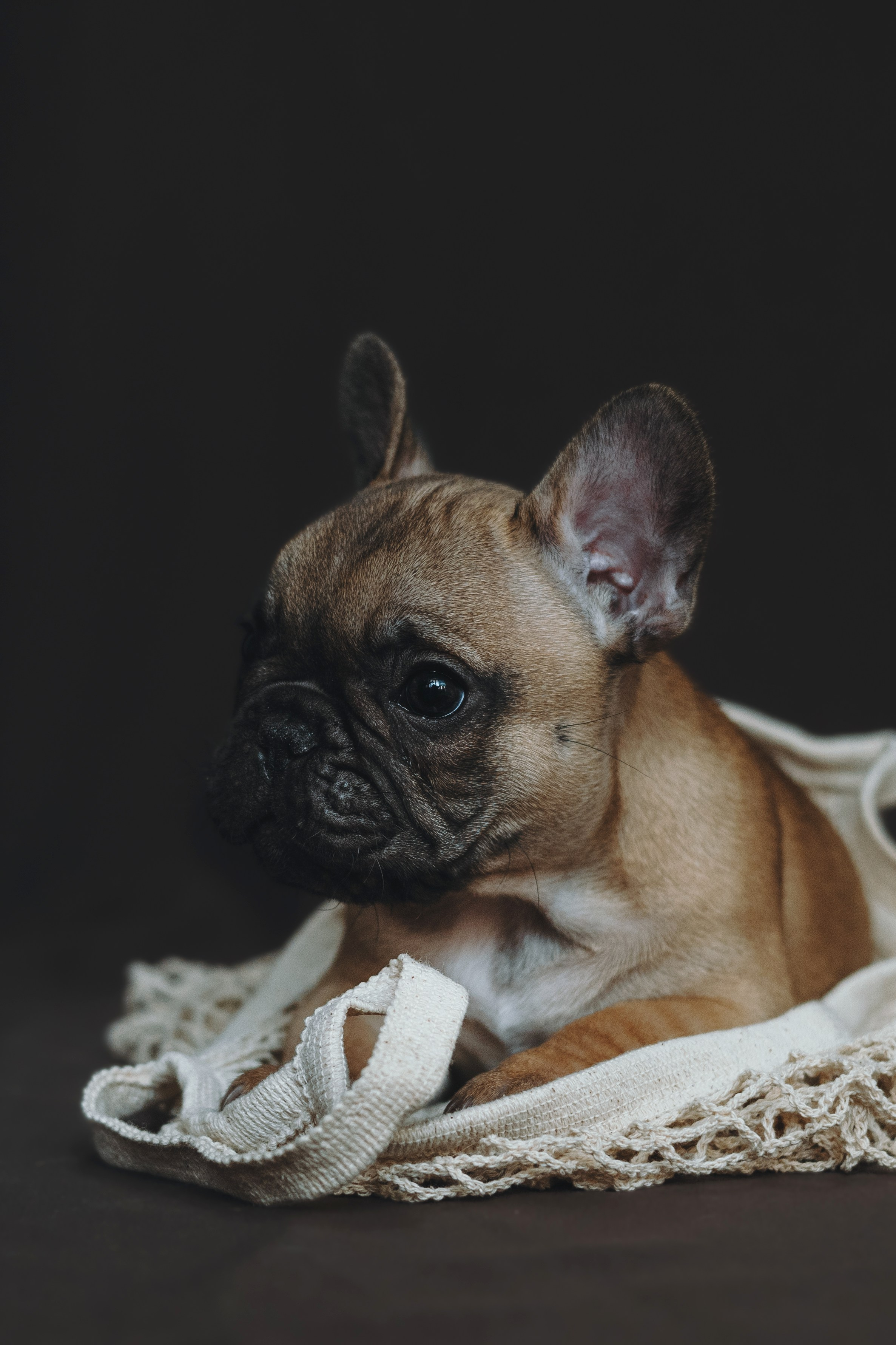 Щеночки. Фотограф — анималист Владивосток, Алина