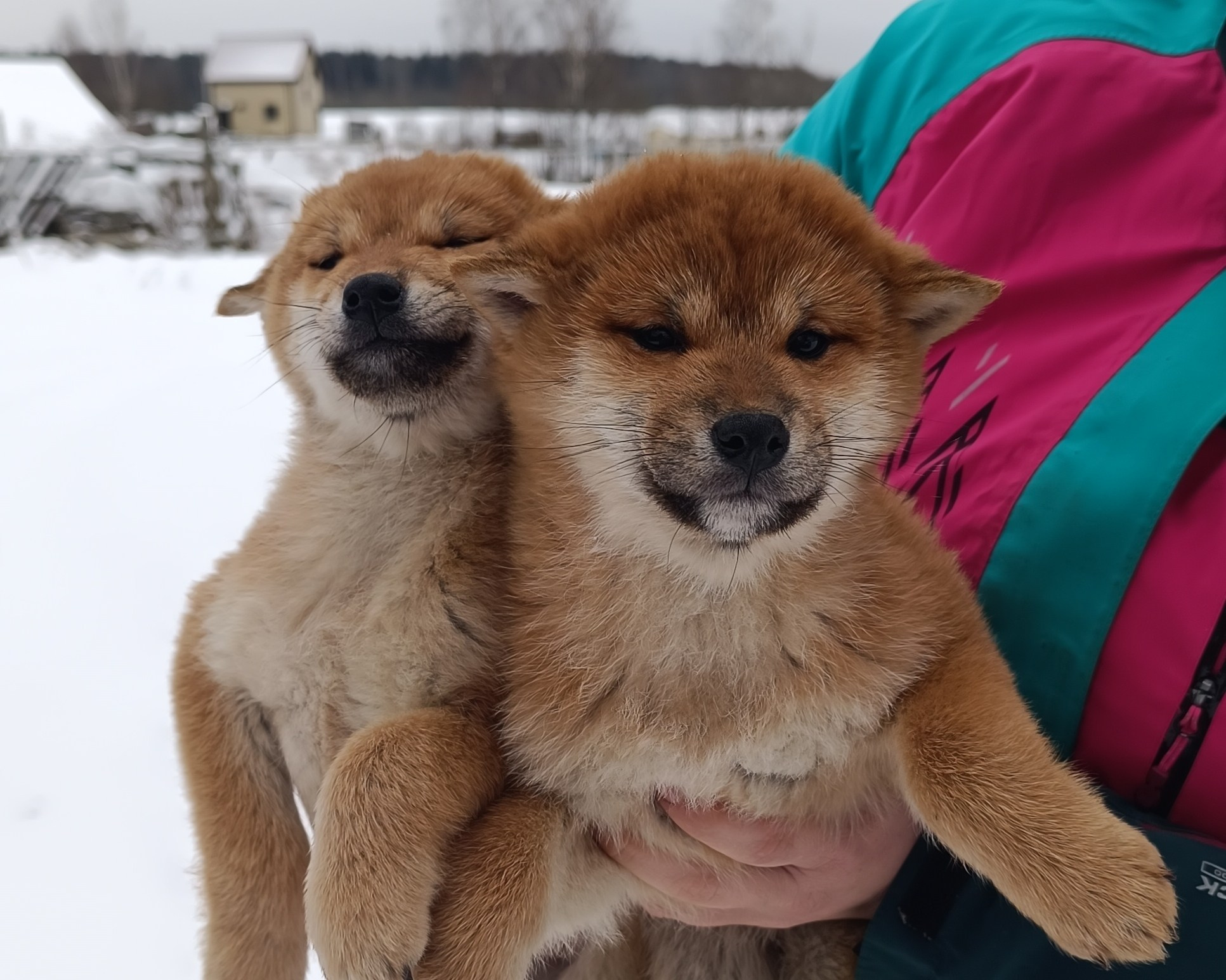 Помет E общий. AMERICAN AKITA RUBYLIGHT KENNEL I SHIBA-INU