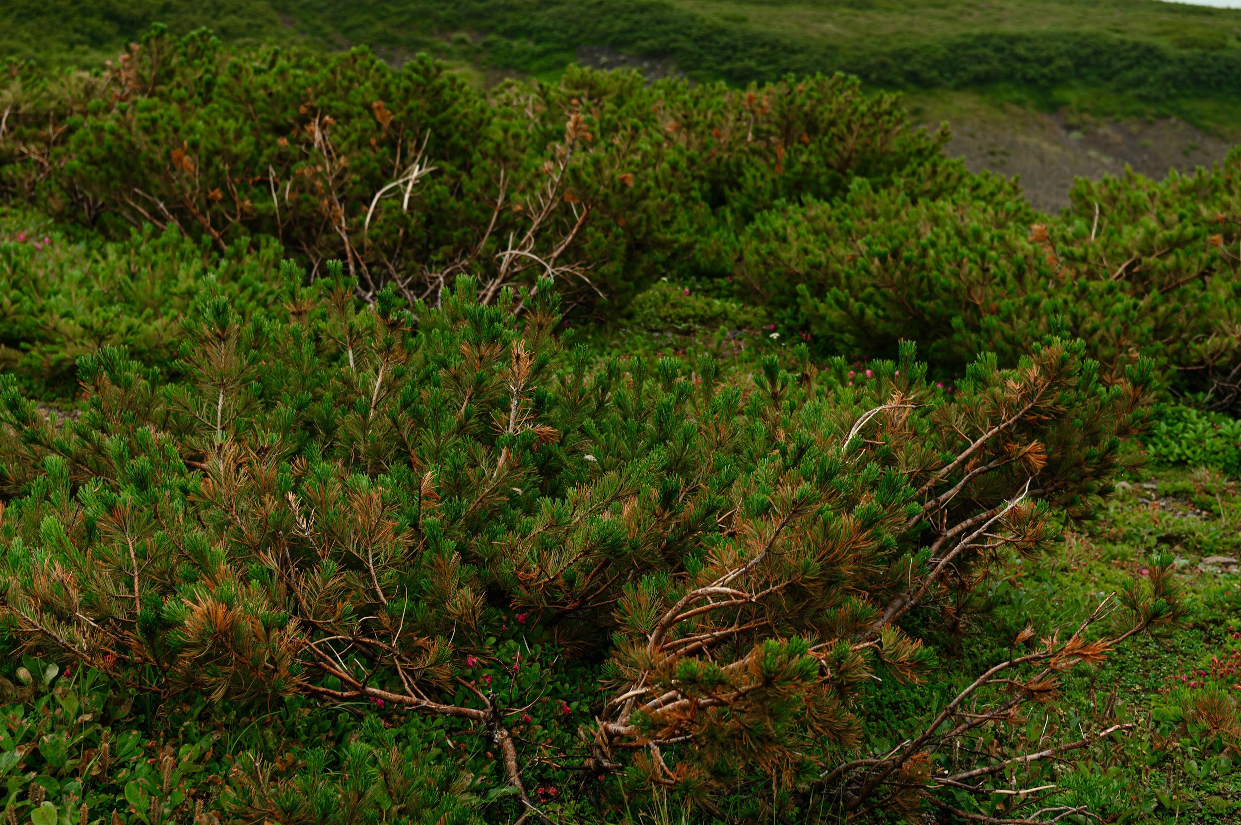 Камчатка 08.2024. Фотограф Марина Росси