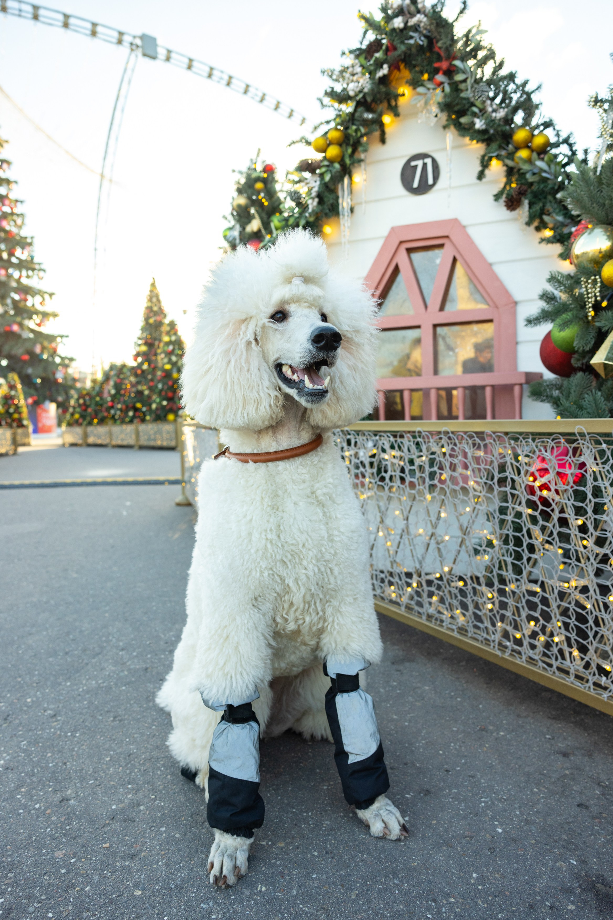 Клуб грумеров (прогулка и семинары). Виктория Зудина — фотограф в Москве