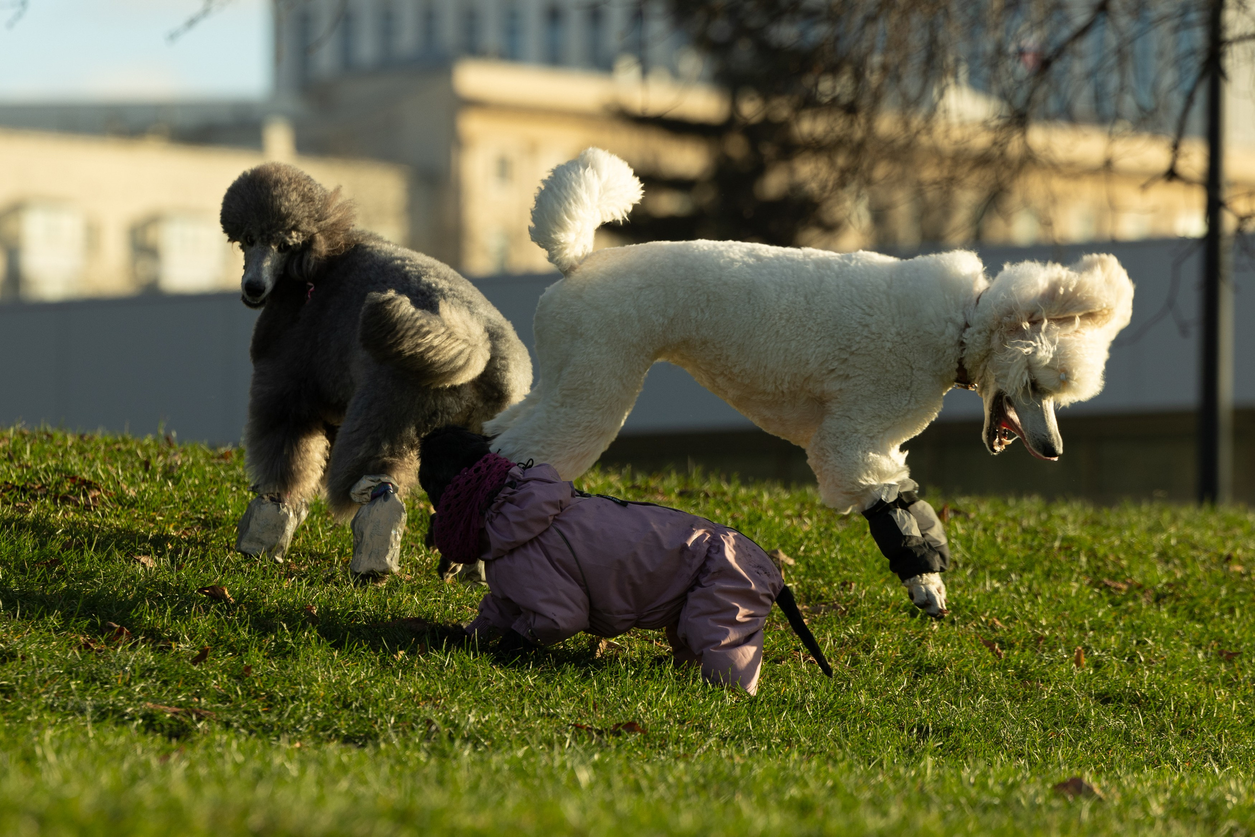 Клуб грумеров (прогулка и семинары). Виктория Зудина — фотограф в Москве